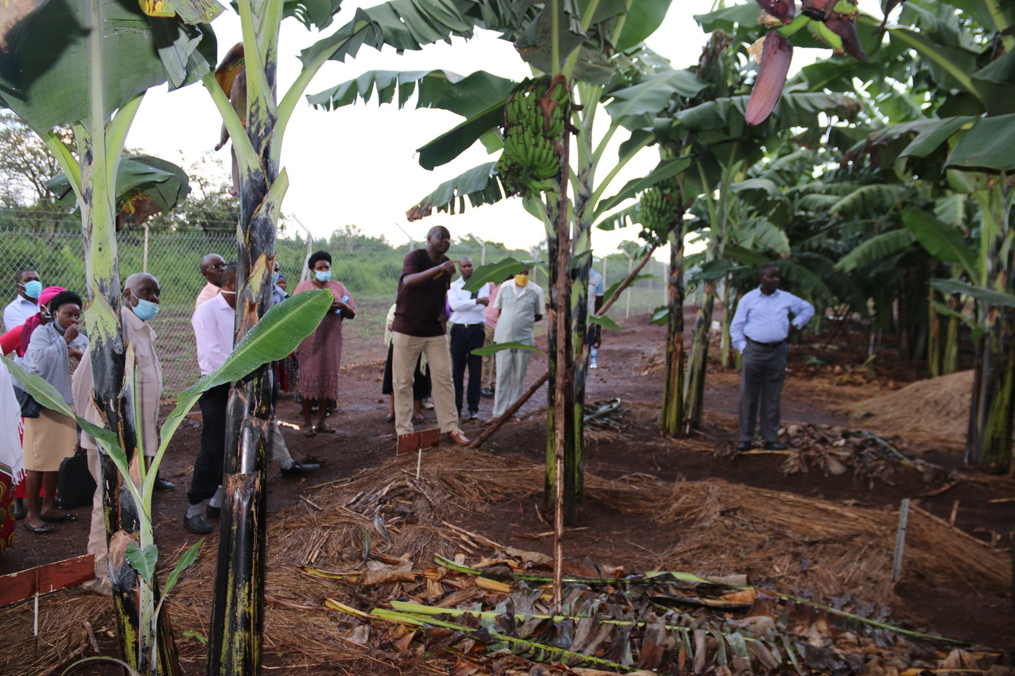 National Agricultural Research Laboratories - NARL Kawanda | Kawanda