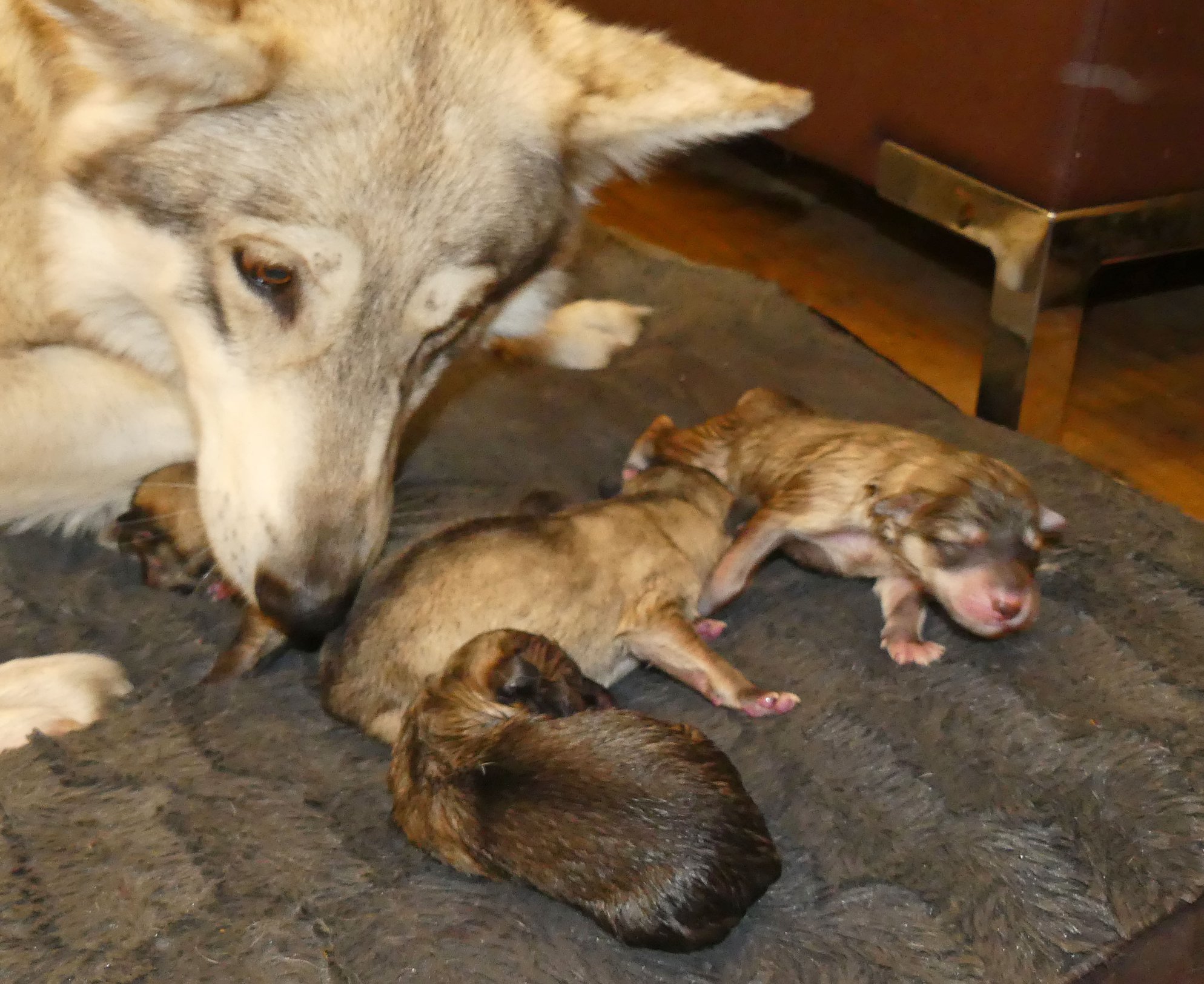 HAPPY BIRTHDAY My little lamb... - Watermill Wolves Wolfdogs