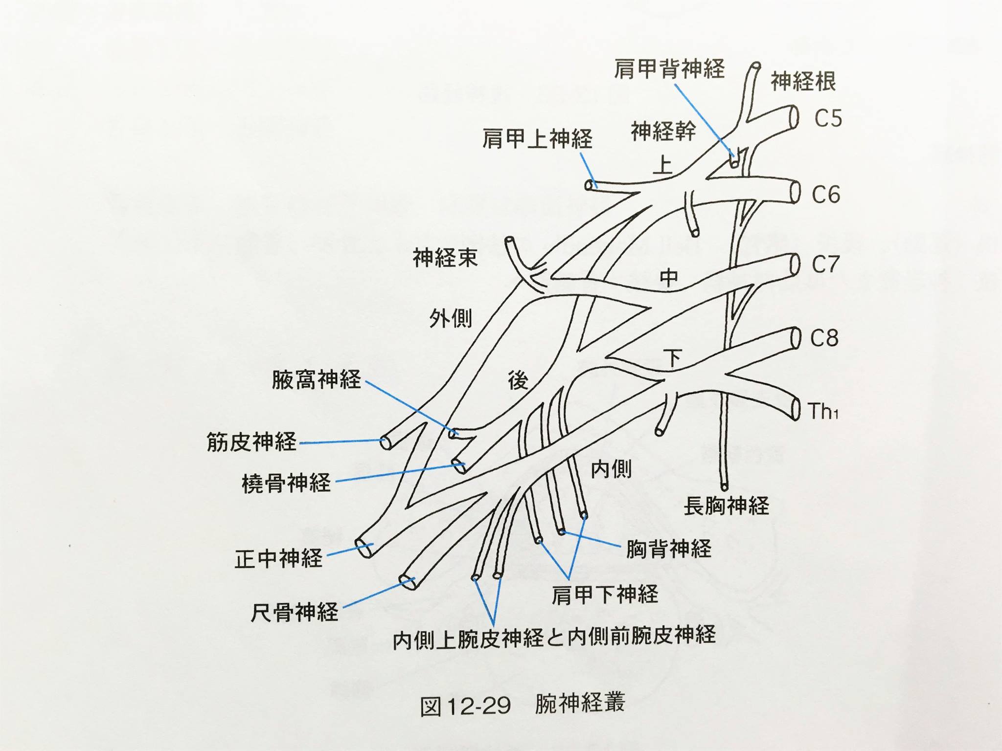 Rinkoku 臨床 国試 リンコク通信 Vol 200 47a 56 腕神経叢の後神経束に含まれる神経はどれか 2つ選べ 1 腋窩神経 2 筋皮神経 3 橈骨神経 4 正中神経 5 尺骨神経 解説 図を見てください 後神経幹からは腋窩神経と橈骨神経が出ています この図