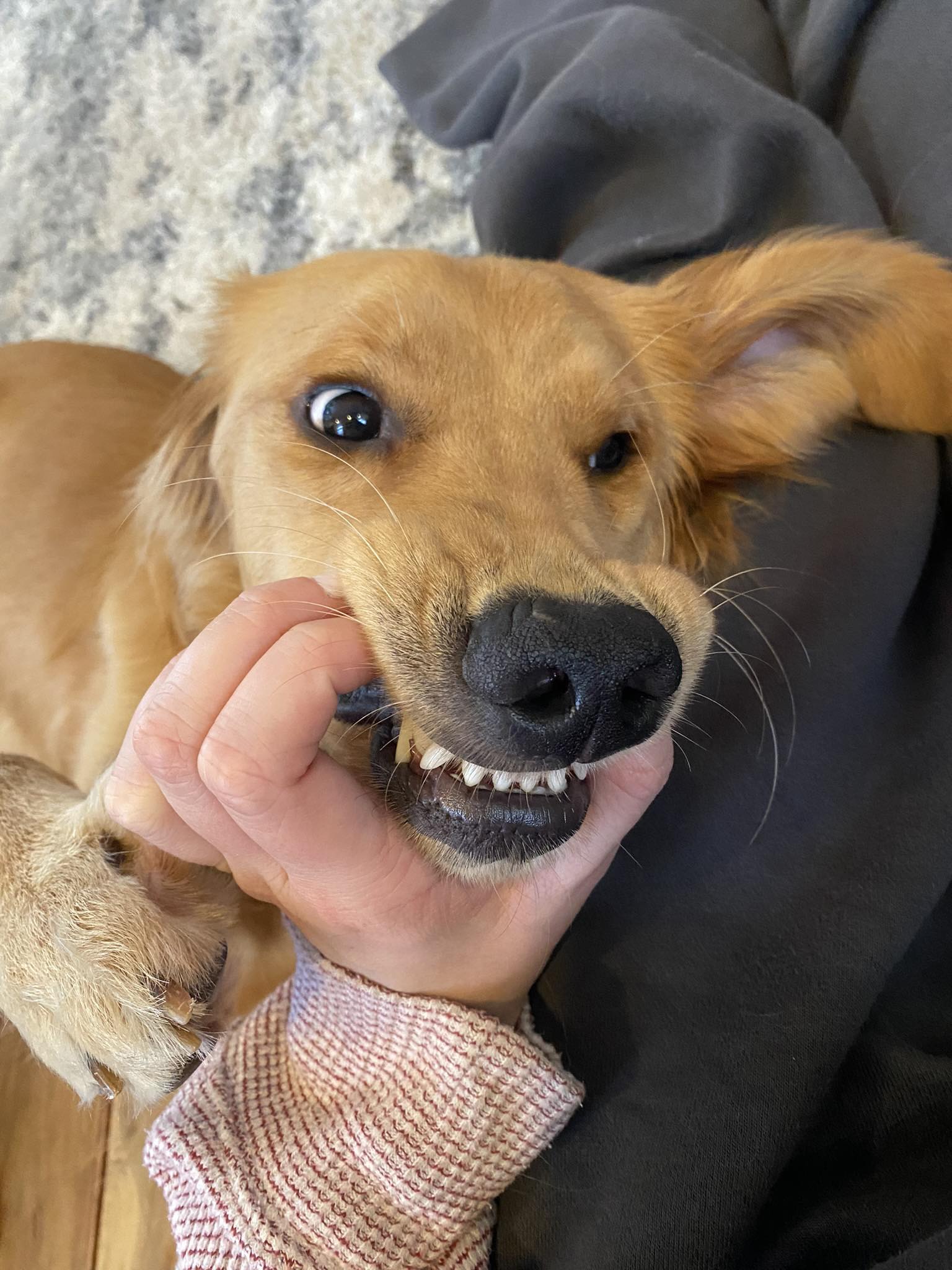 Golden Retriever Owners | How do I get my 1 yr old to stop chewing ...
