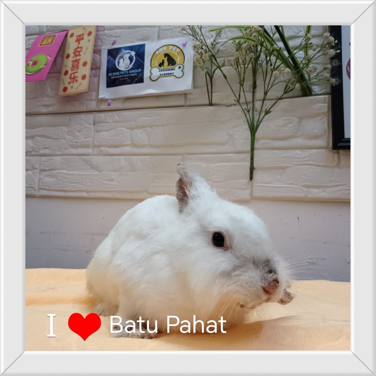 Hi One Pets Centre | Batu Pahat