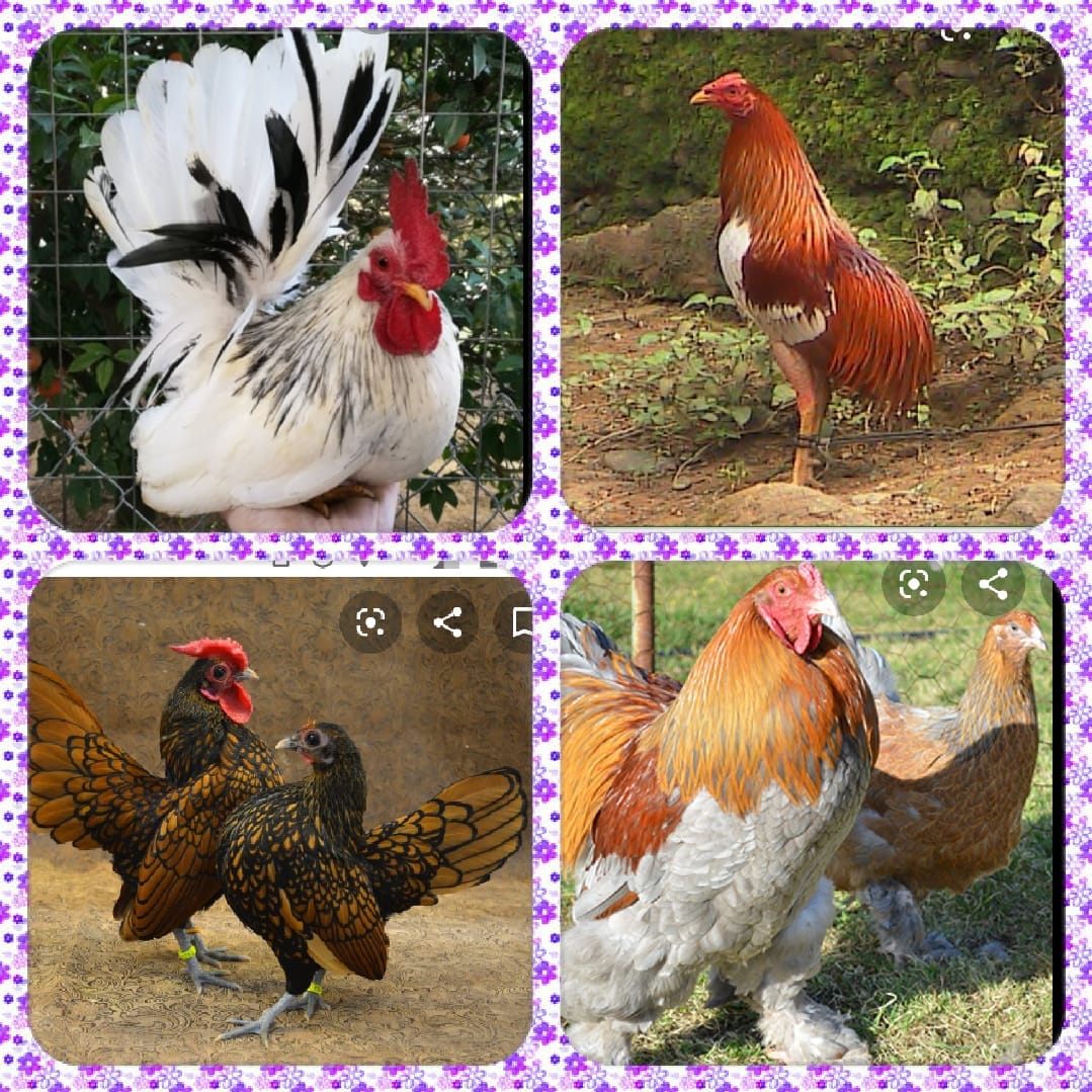 ventas de gallinas pavos gineas gansos chile | Hola en (v) pat@s ...