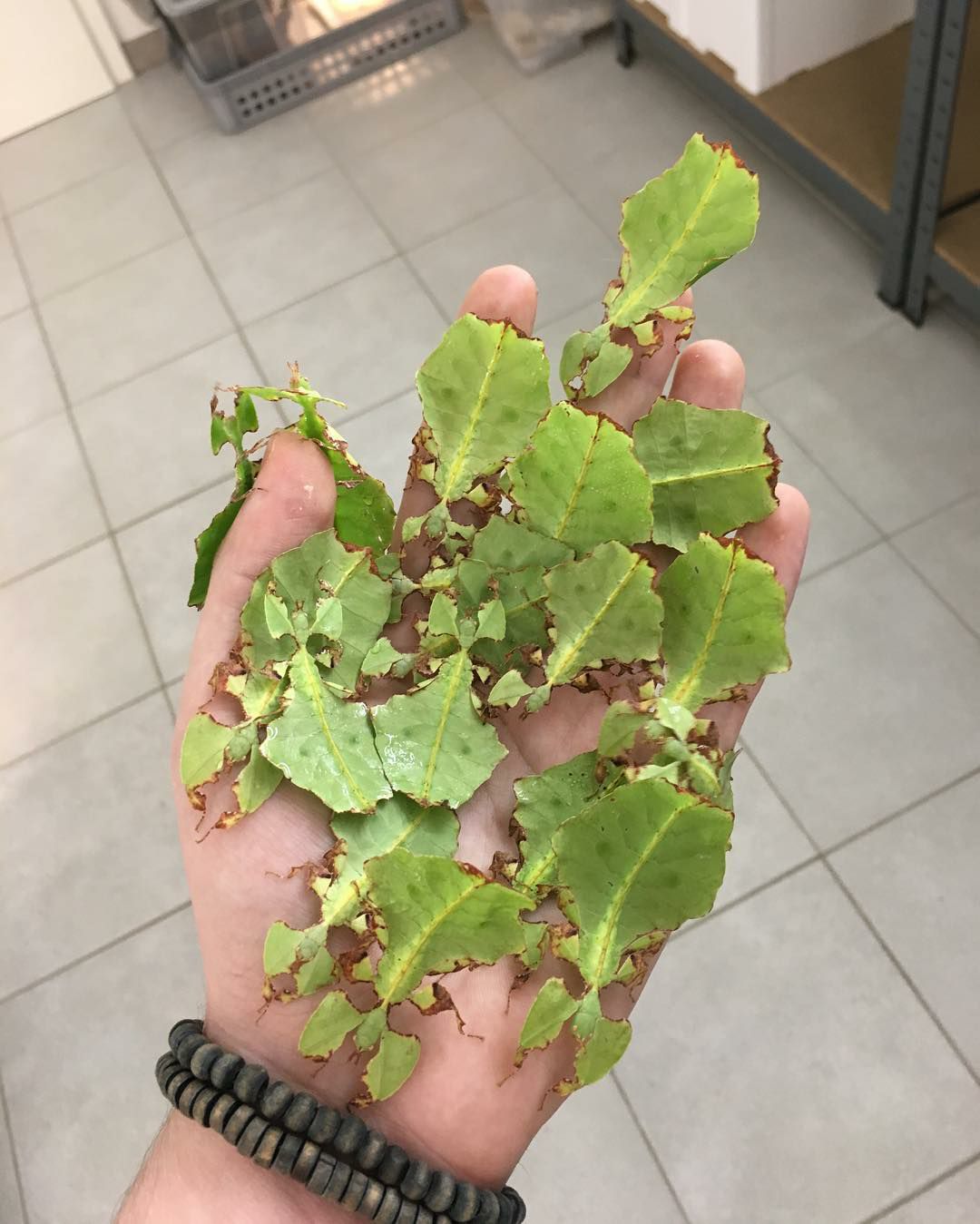 Organik - #Insectos ¿Cuántos fílidos ves en la foto?. Los... | Facebook
