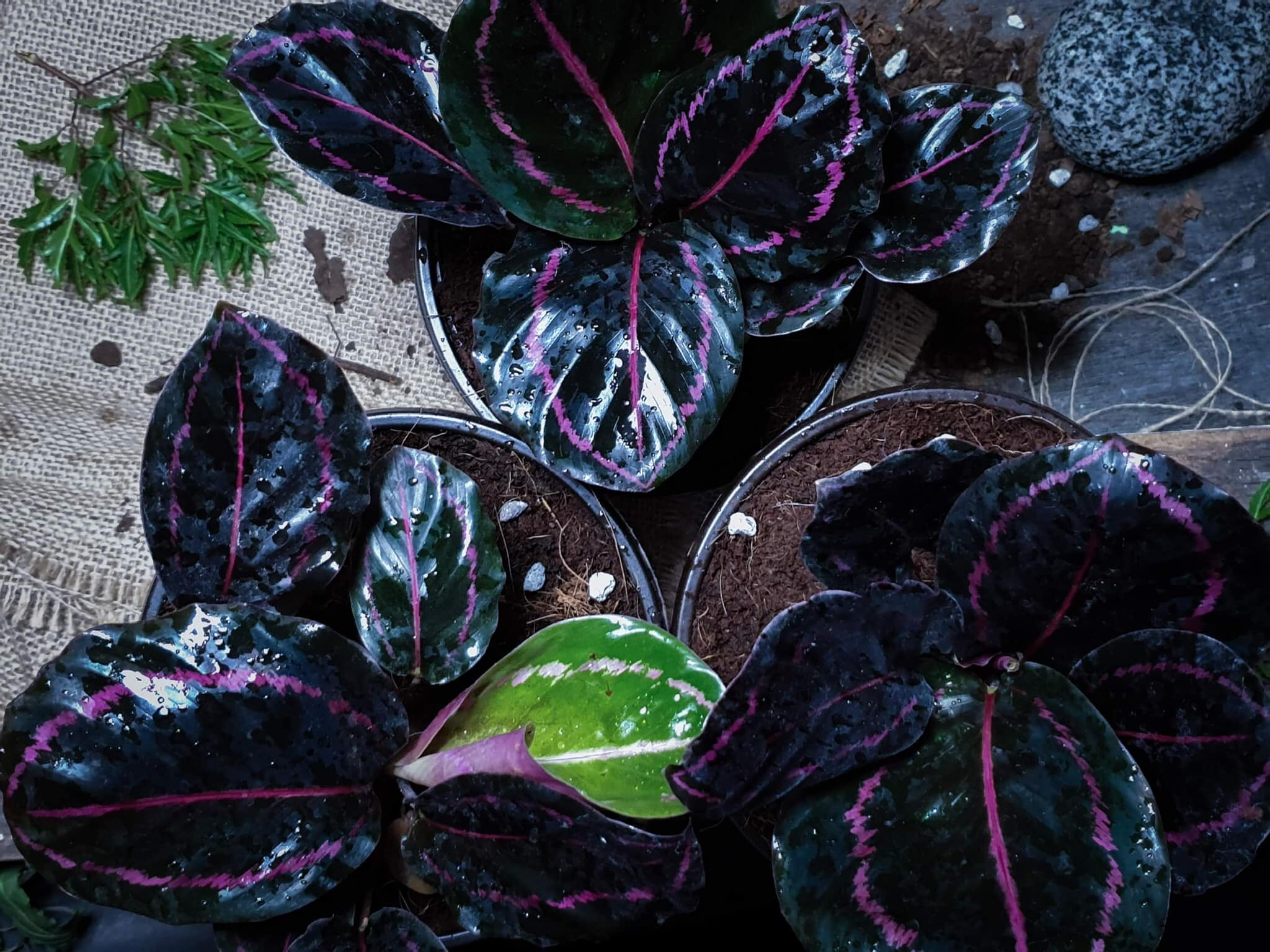 Humie. - 👉 Calathea Dottie is like a gothic cousin of... | Facebook