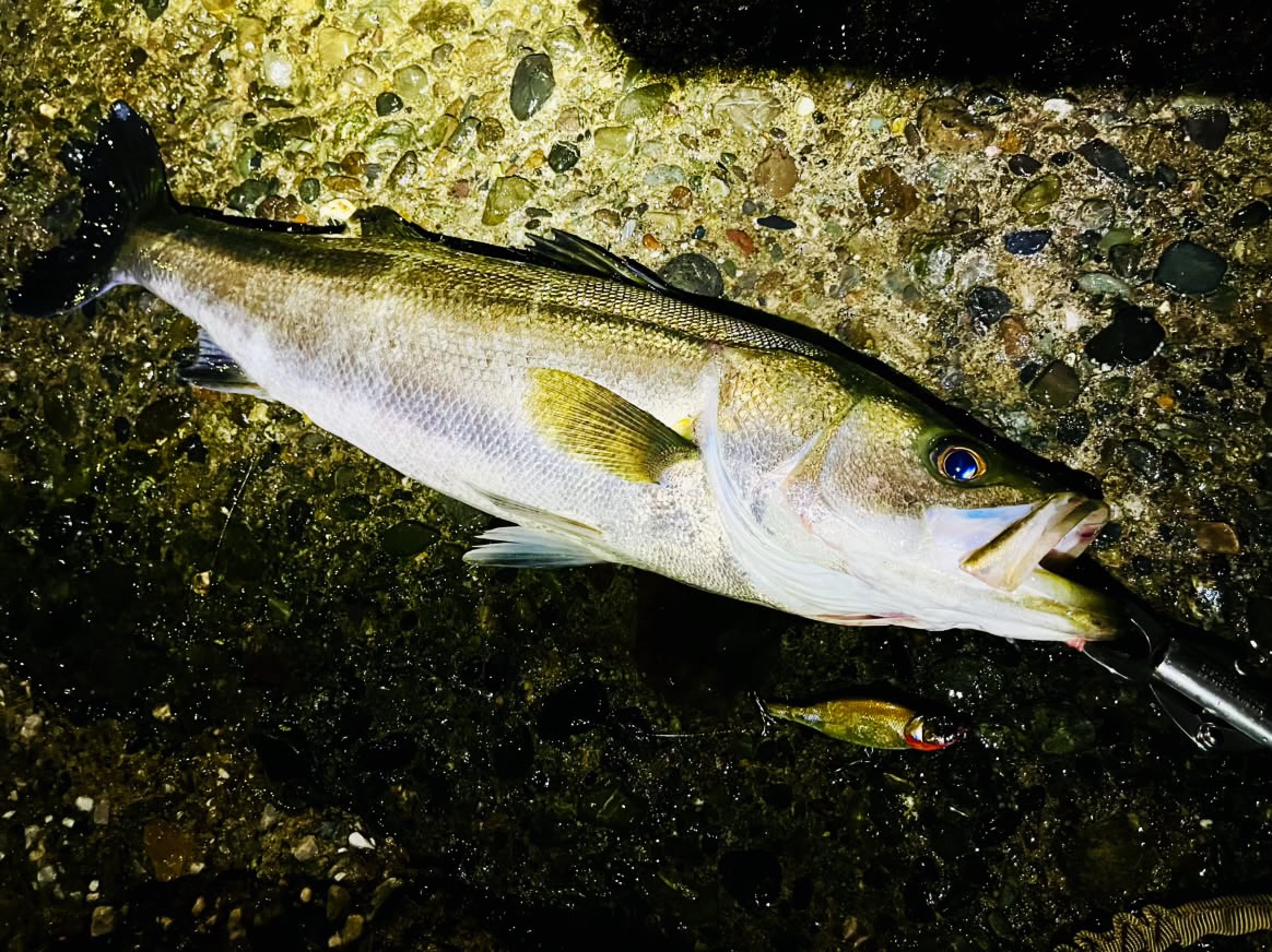 ユーザー様より釣果写真の投稿です。 Rod:REX601HX-G The Outrageous