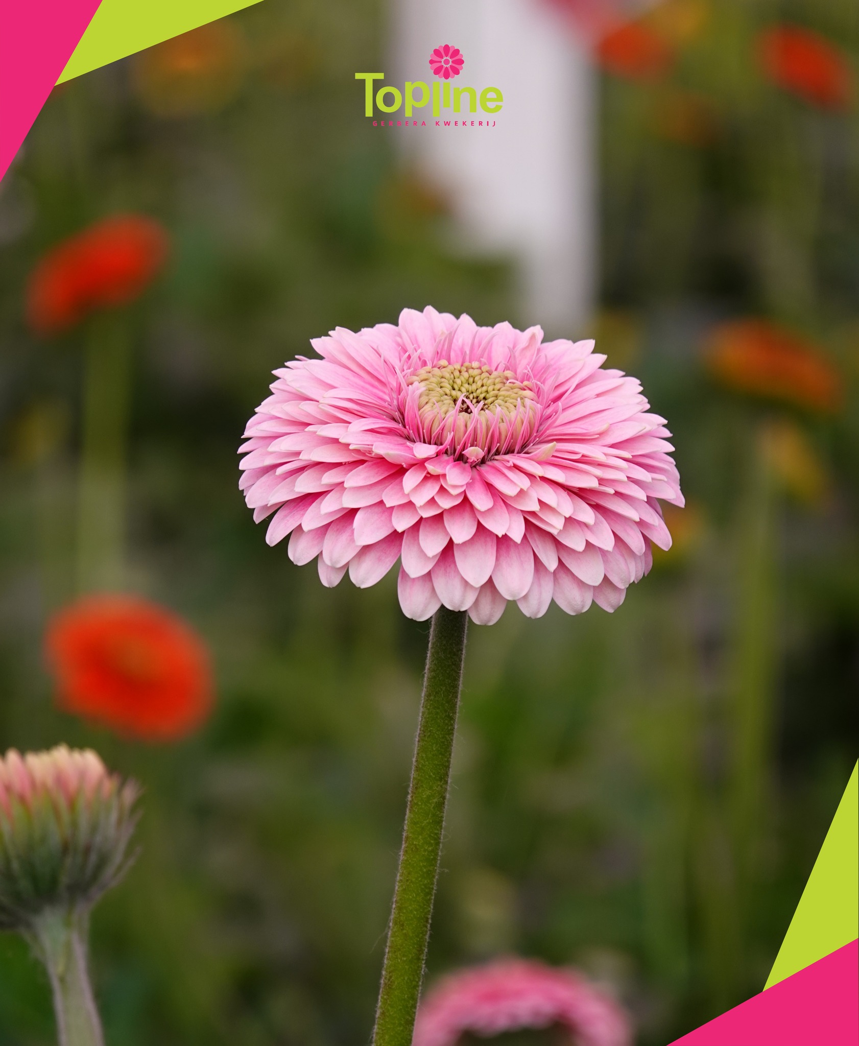 Topline Gerbera Kwekerij