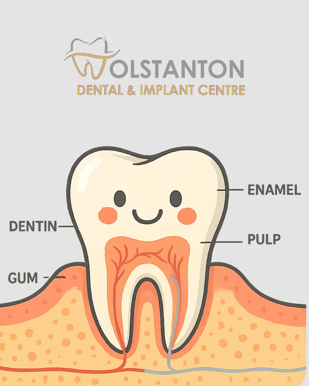 Wolstanton - 🦷 TOOTH ANATOMY 101 🦷 Say hello to your smile’s superhero ...