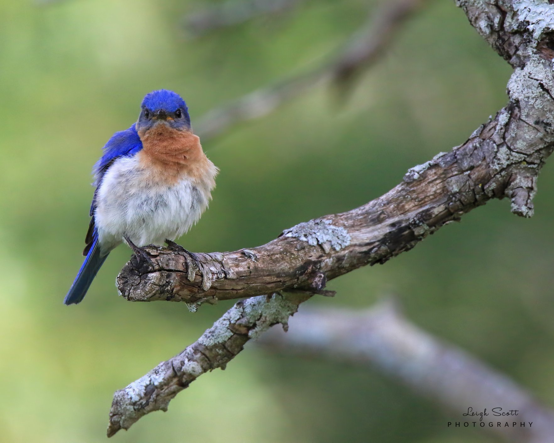 In the wings of the bluebird, we find the melody of spring!