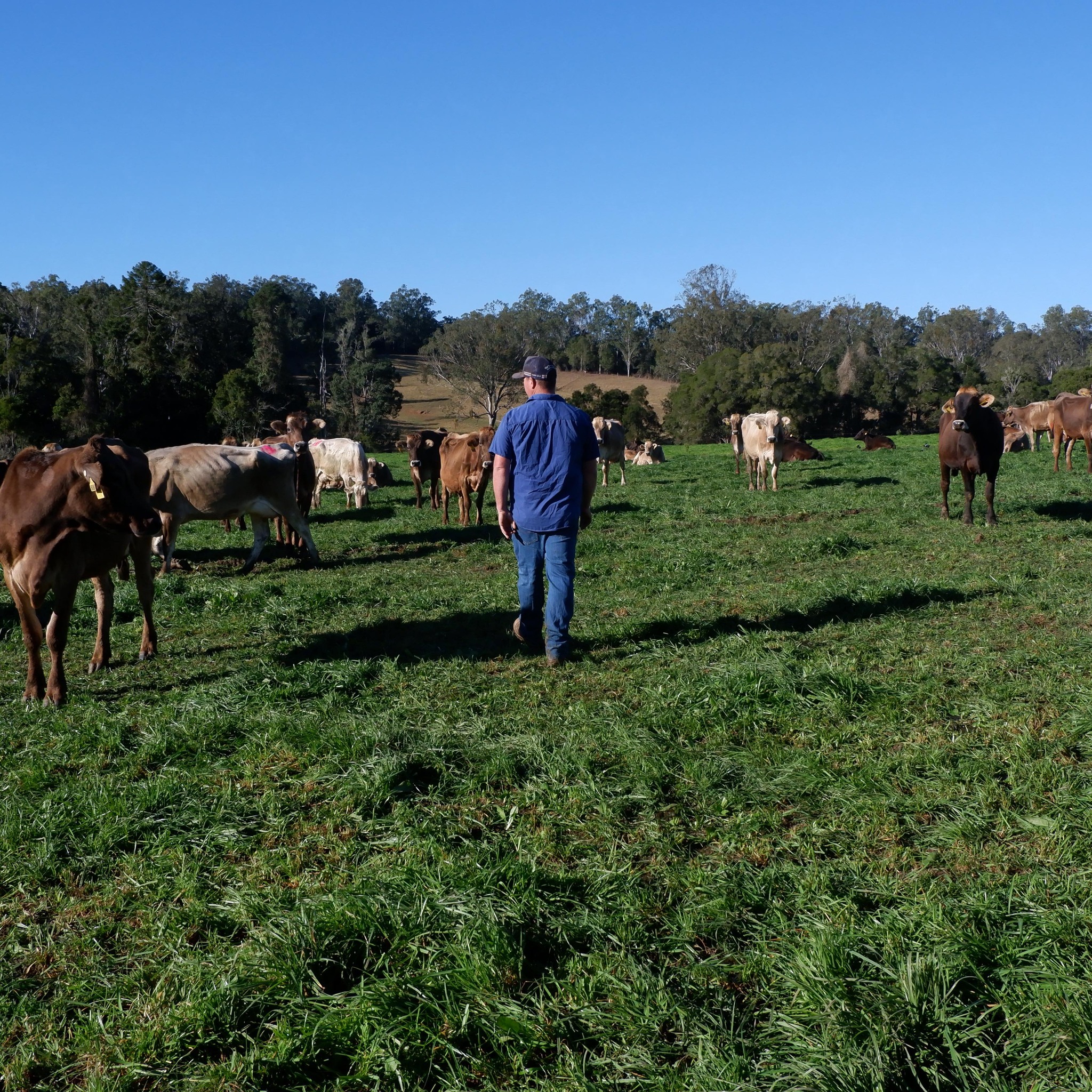 #beezneezbrownswiss @top fans Kenilworth Dairies #dairyfarming #rural # ...
