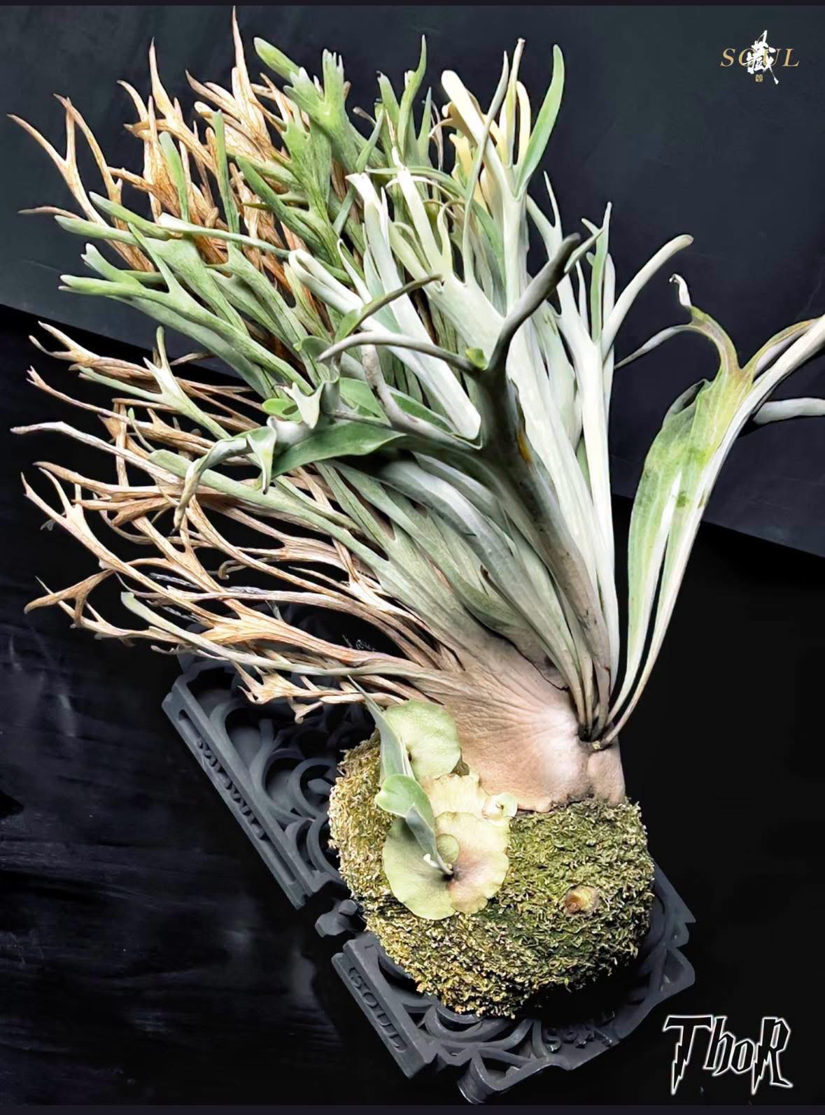 🌙P.Willinckii “Aysun” sporeling - 月神孢子苗🌙 Aysun 的意思是「如