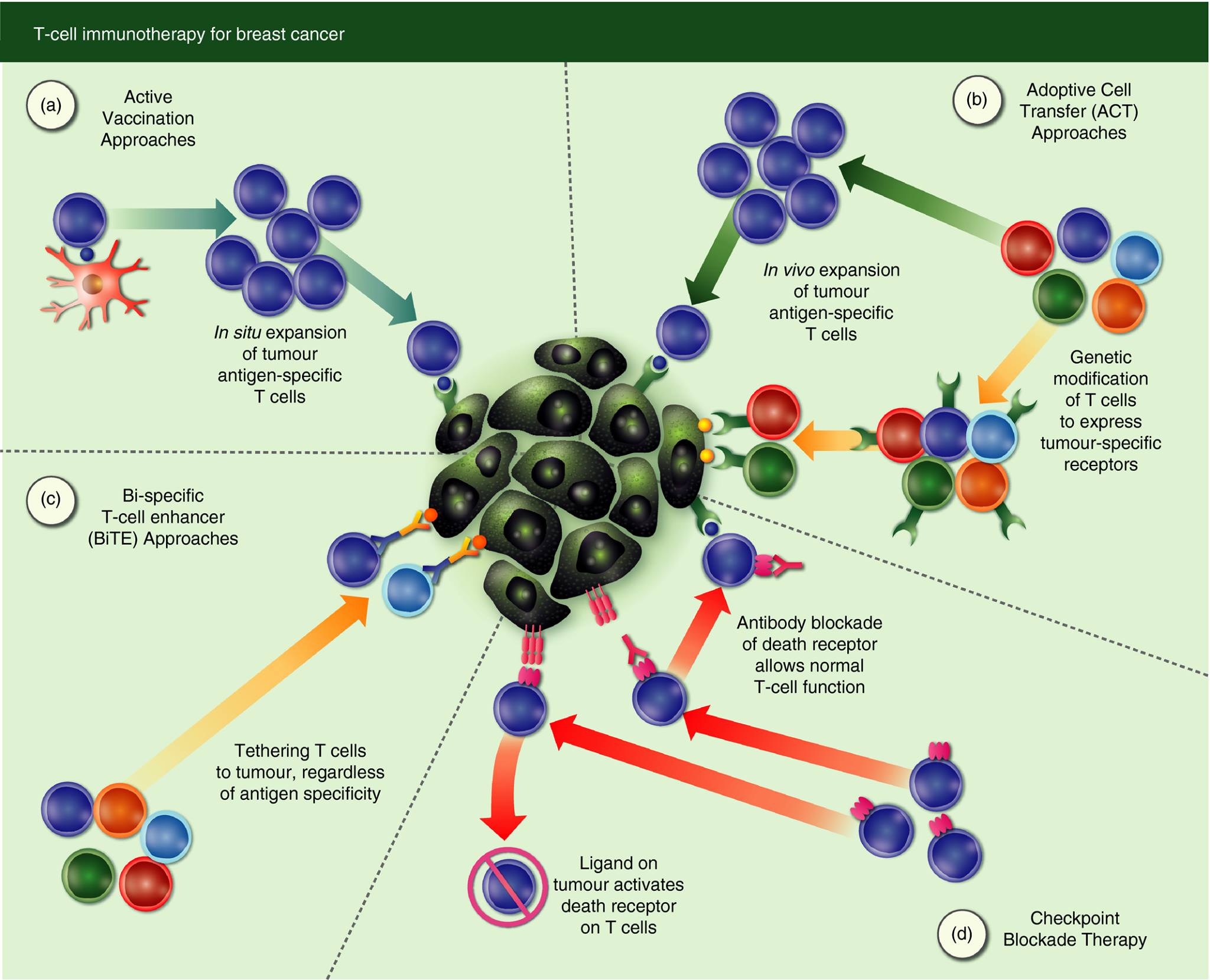 T cell immunotherapy in... - British Society for Immunology