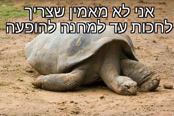 תלת ראשי