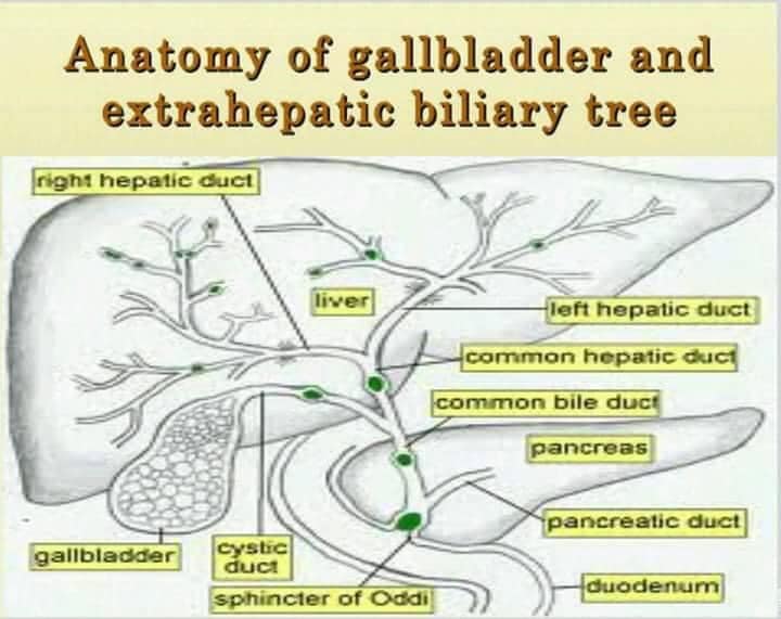 #Anatomy of the #gallbladder and extra... - Medical Knowledge