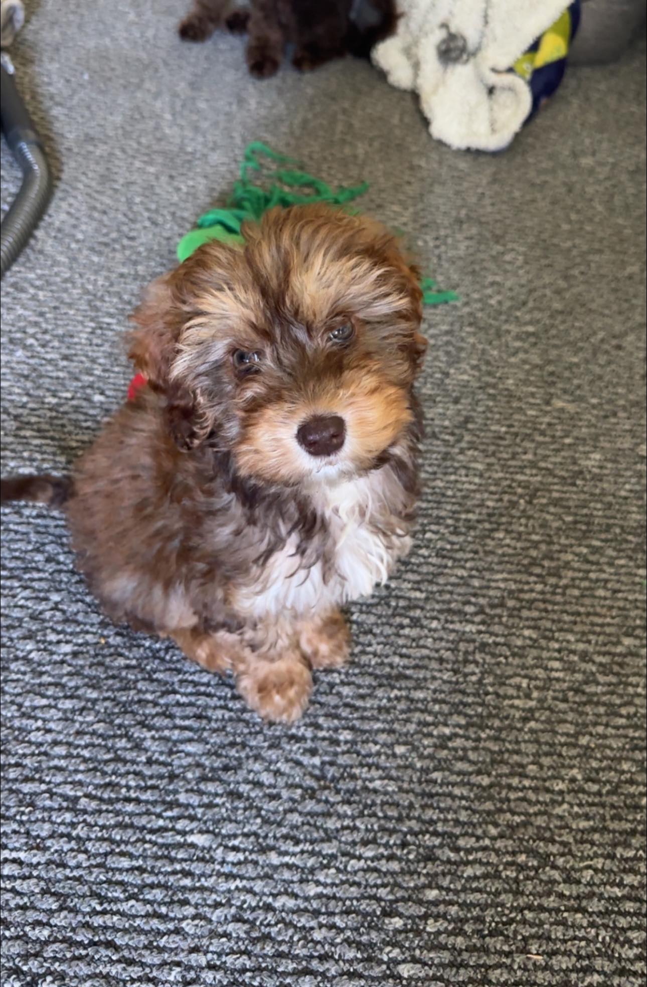 Cockapoo Owners | Archie and Winnie💙💖Archie is roughly now 15 weeks ...