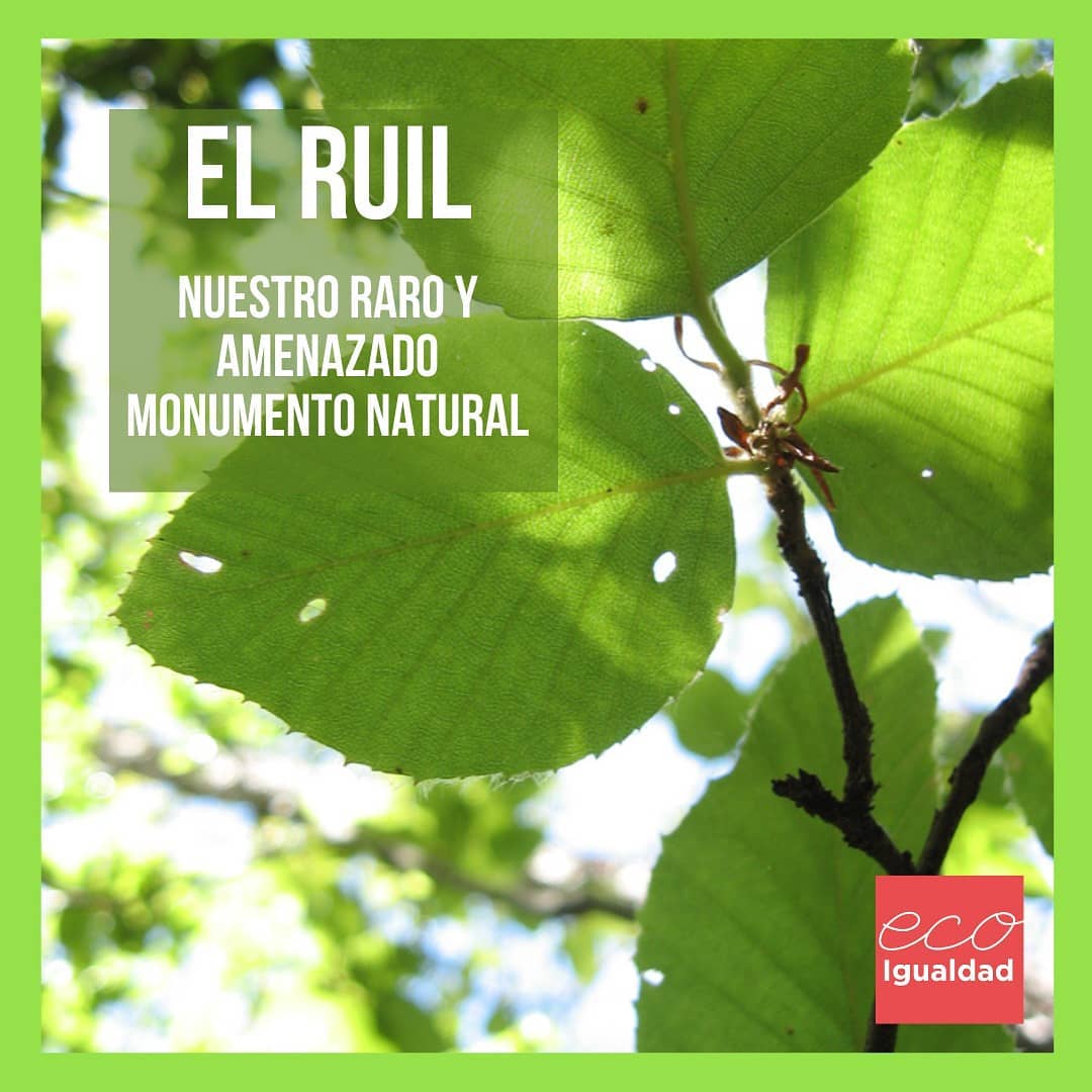 ecoigualdad_cl - El Ruil es una de nuestras especies... | Facebook