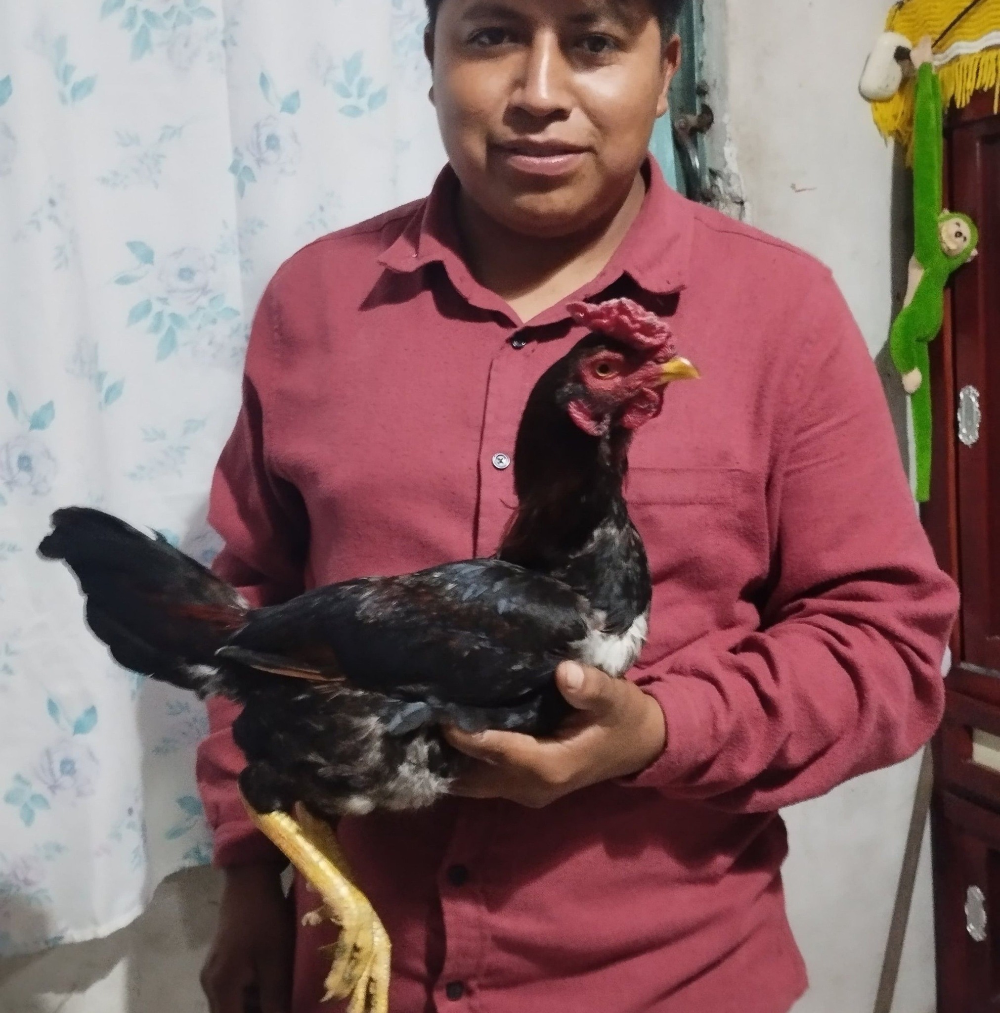 Fanáticos de las Carnitas | Cuanto merma un puerco de 80 kilos ya en ...