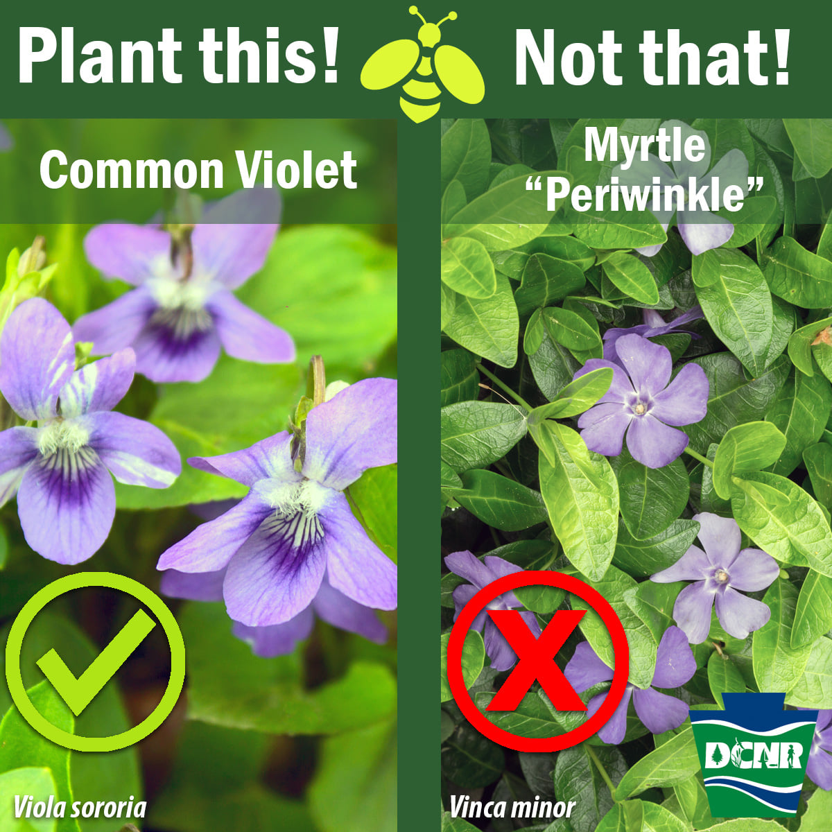 Myrtle Ground Cover Plant