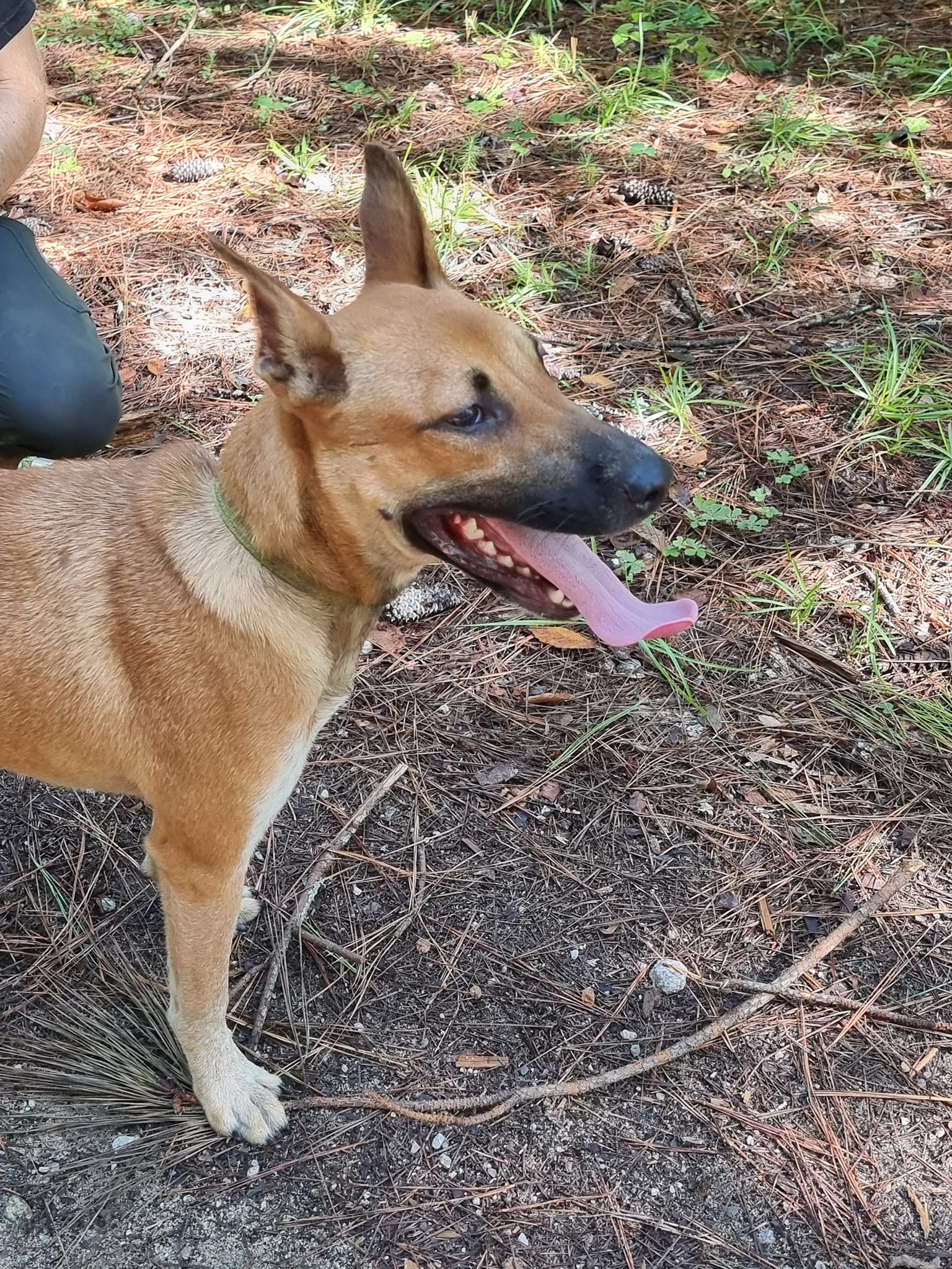 Adoption Event today.... - Dogwood Trails Animal Rescue | Facebook