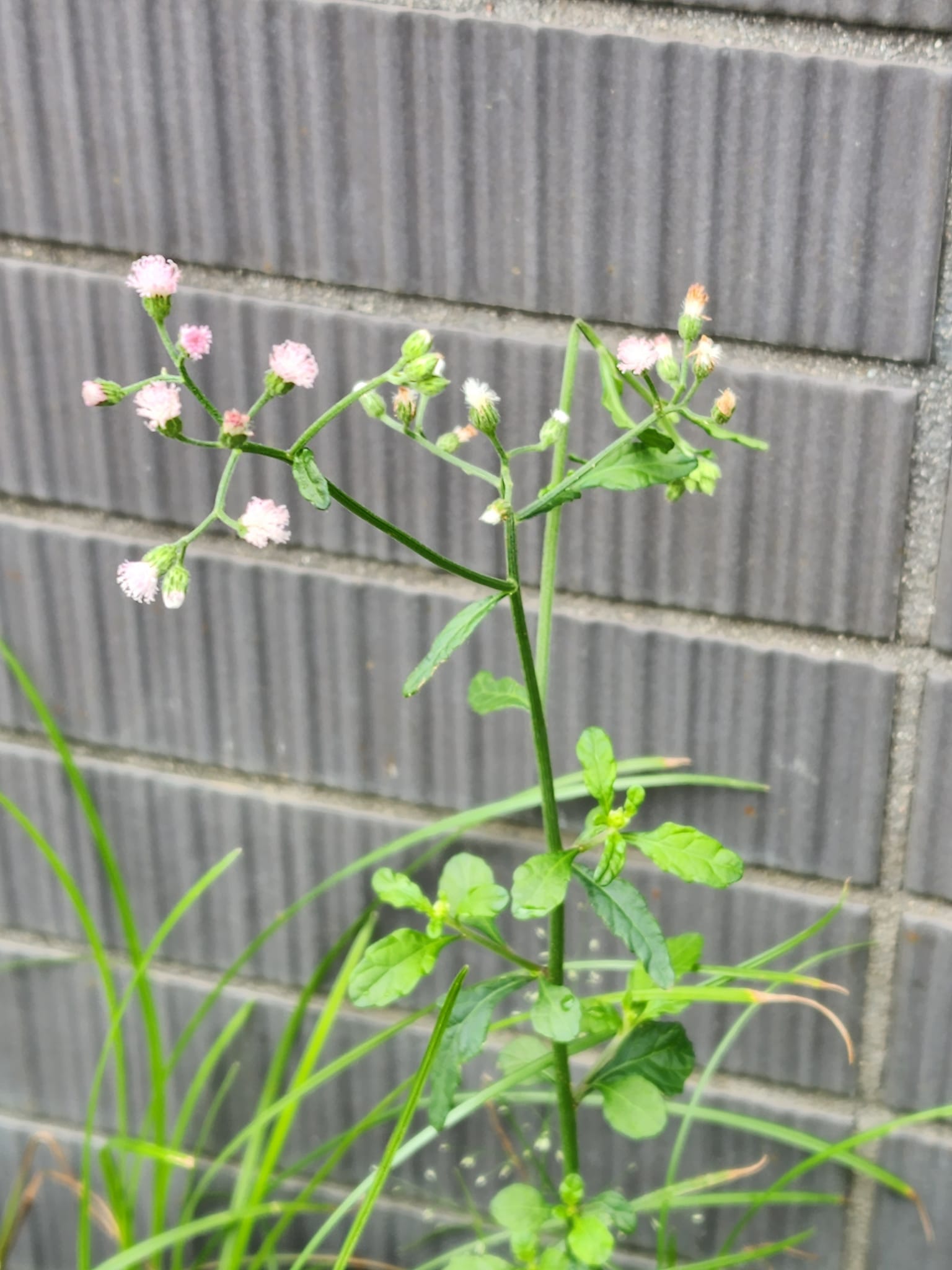 流浮山中草藥教育園 - 中藥：傷寒草 別名：夜牽牛，消山虎，紅花一枝香 植物：夜香牛 因此草藥能治傷寒病，故名。...