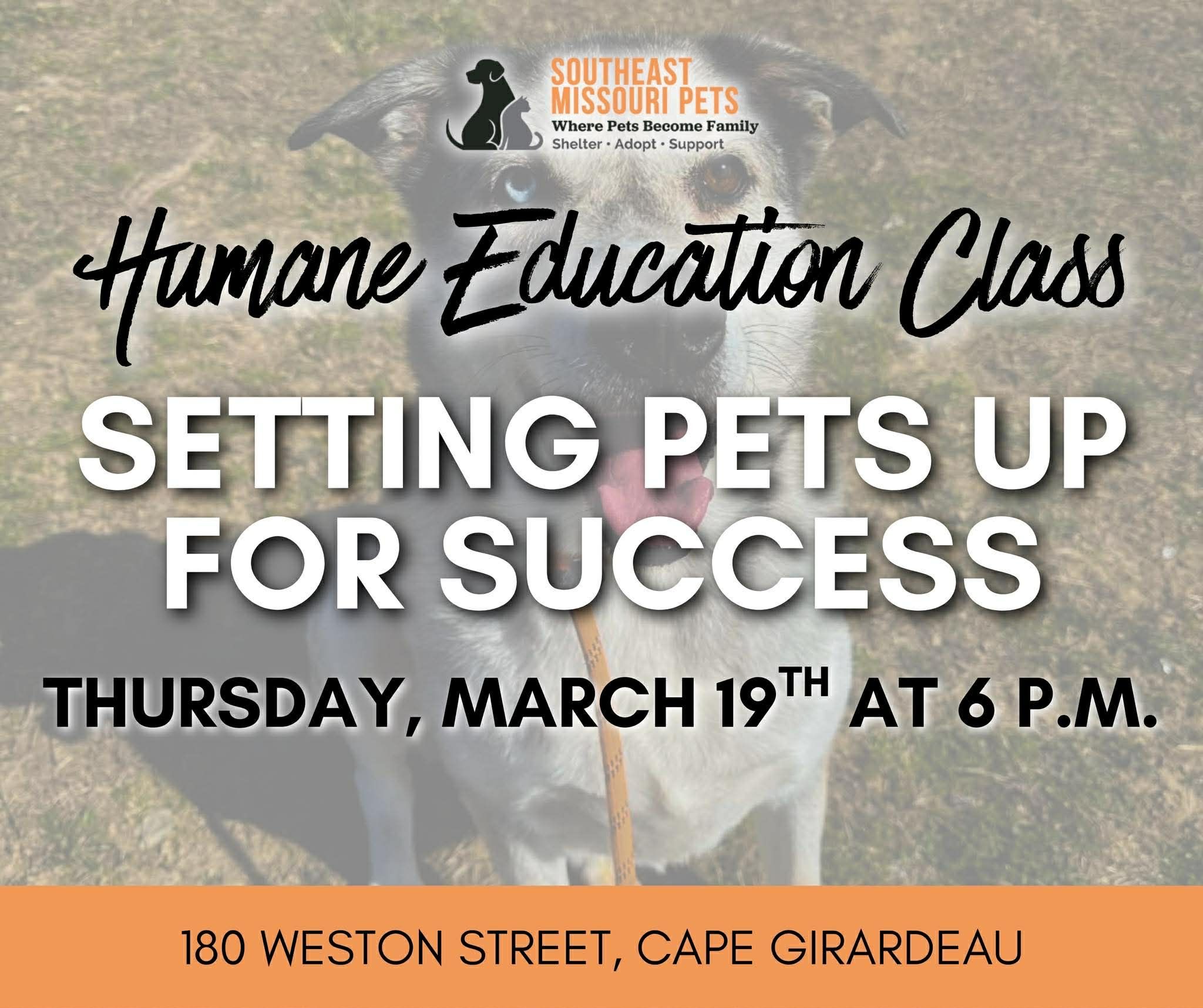 Setting Pets Up For Success