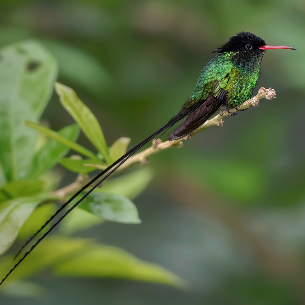 Birdy Minds - The Streamertail is the national bird of...