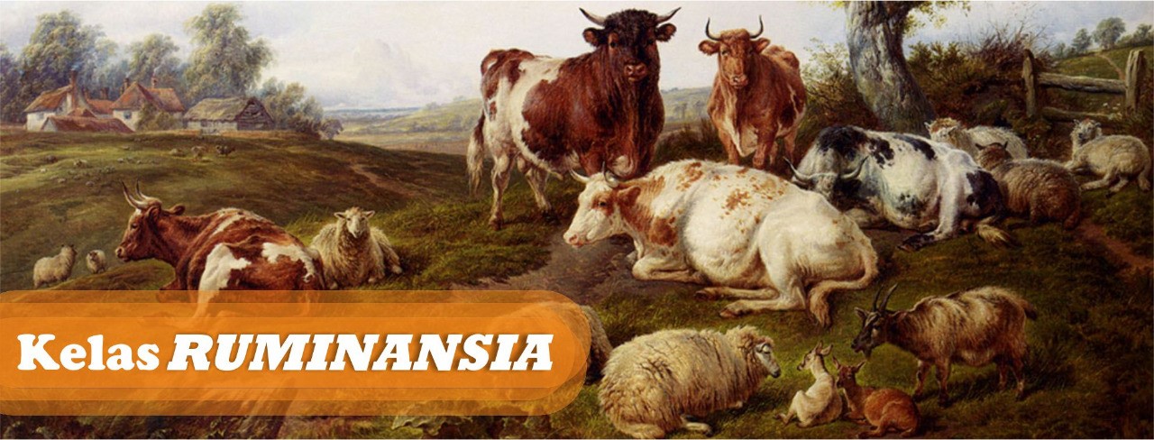 Kelas Ruminansia | Facebook