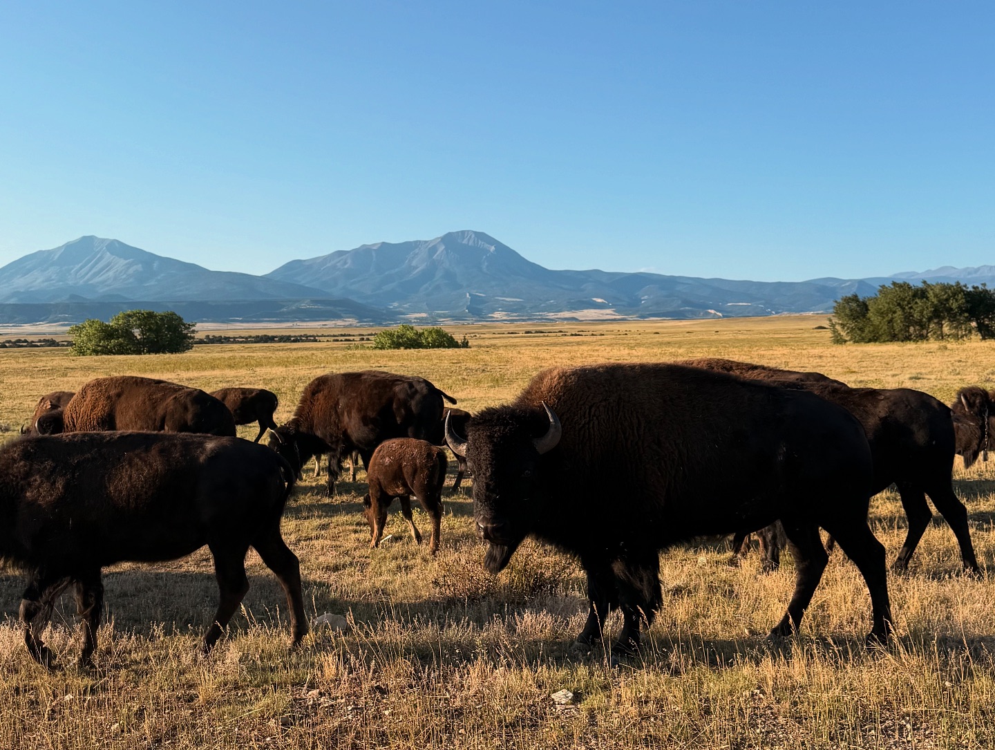 JW Ranch | La Veta CO