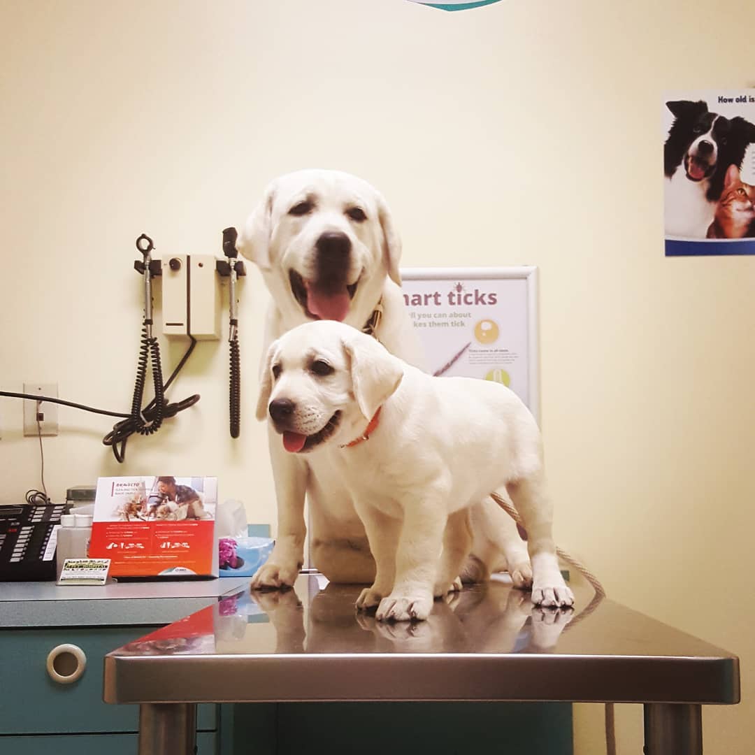 Royal White English Labrador retrievers - Father daugther moments 😍 ...
