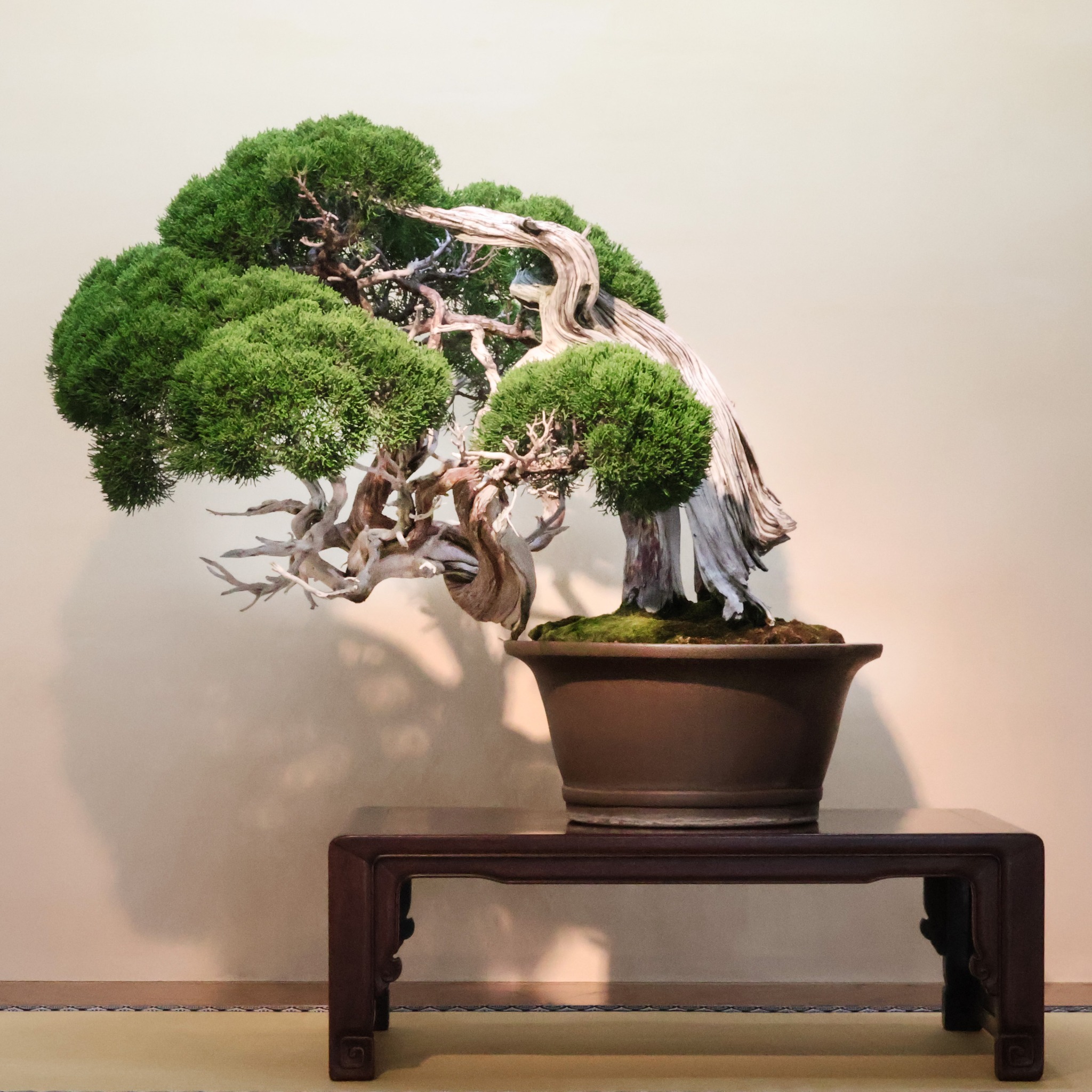現在の展示 （8/28～9/2） Current Exhibition 真柏（しんぱく） 銘