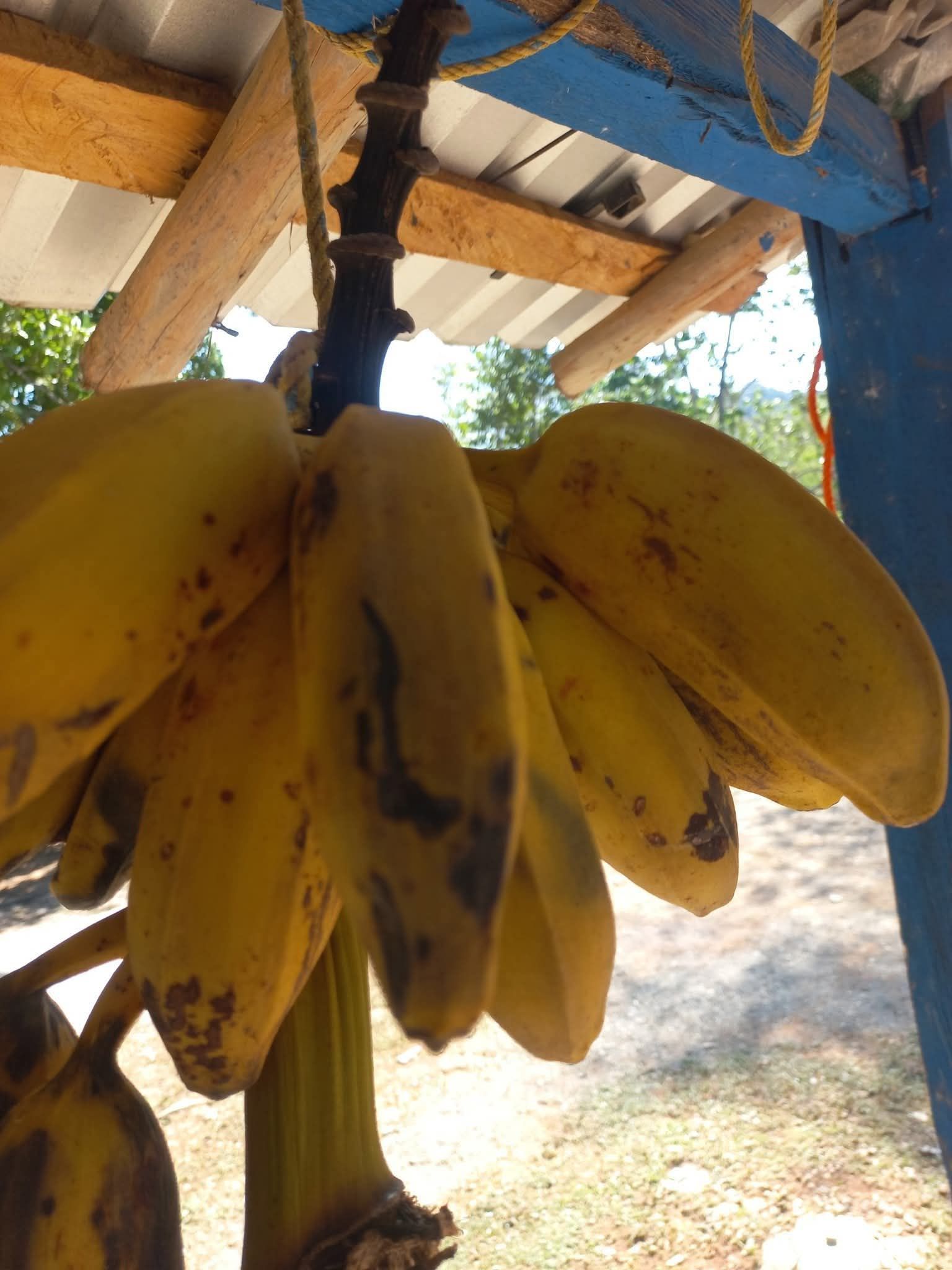 Como se llama esta clase de platano | Facebook