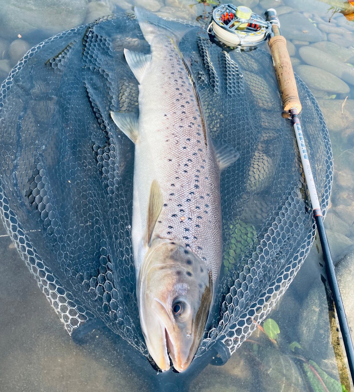 Edinburgh - A cracking Sea Trout for EAC staff member and Fulling Mill ...