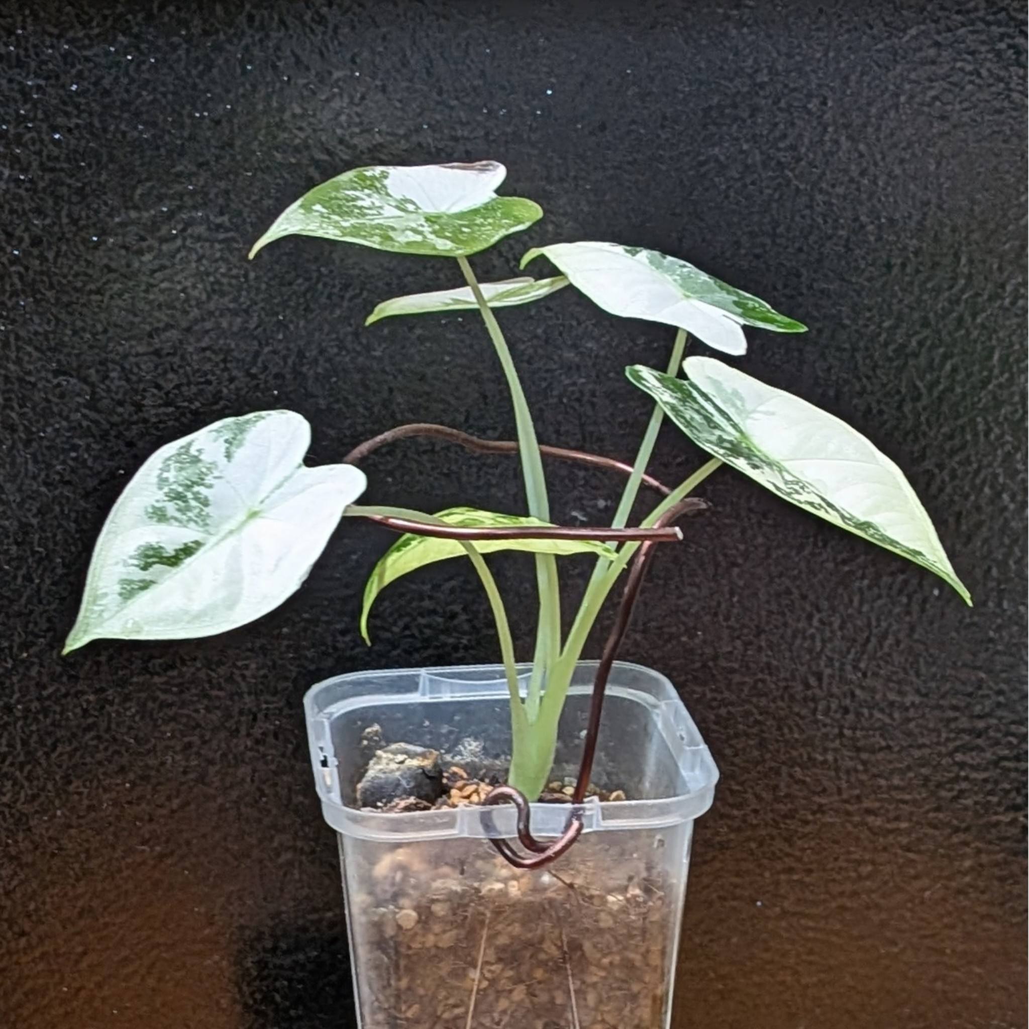 🌿P.hillii Bahia 