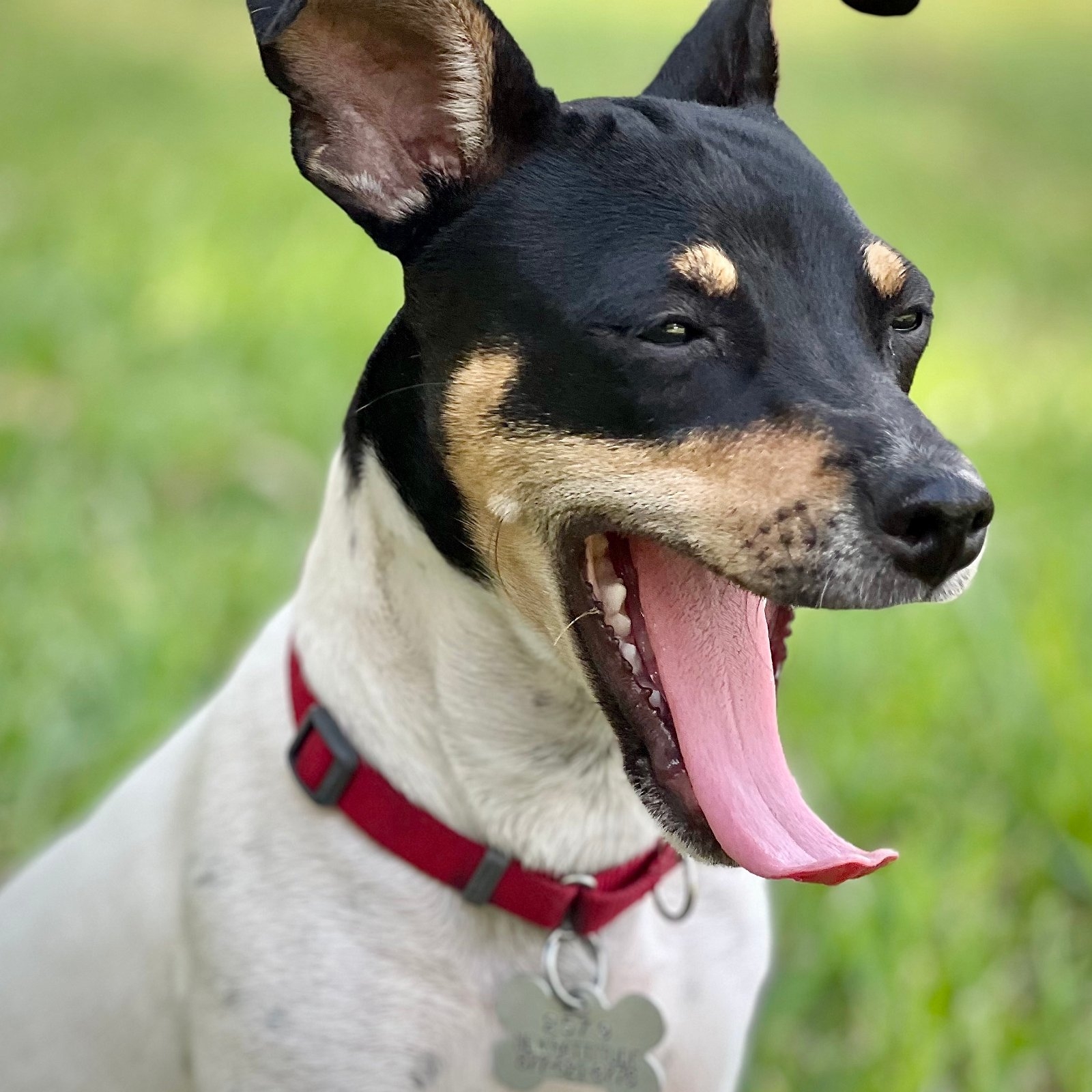 We Love Rat Terriers | @everyone For those who don’t have one of these ...
