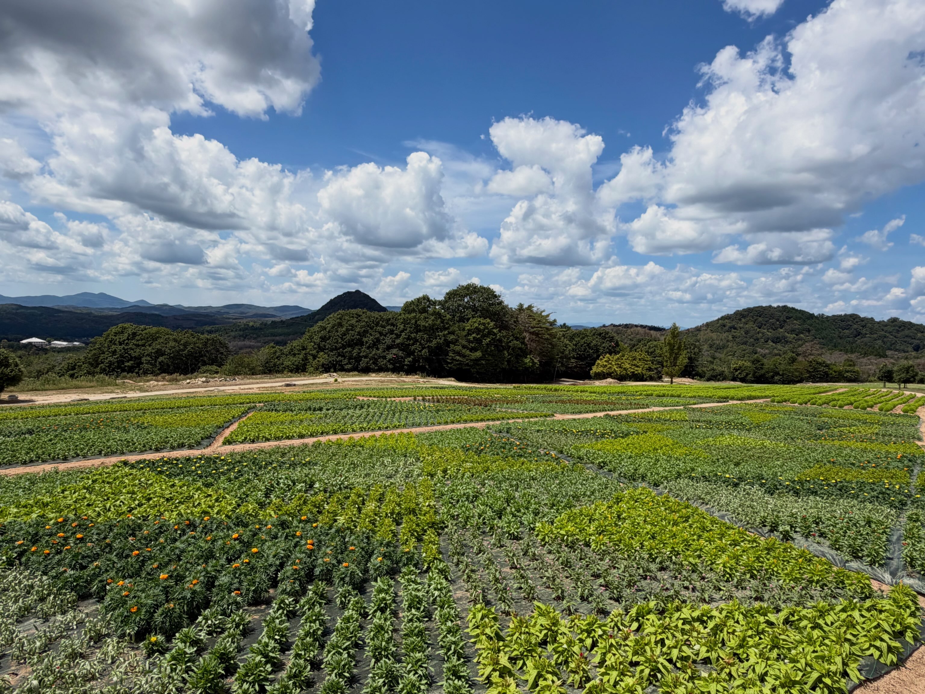 flower village 花 夢 の 里