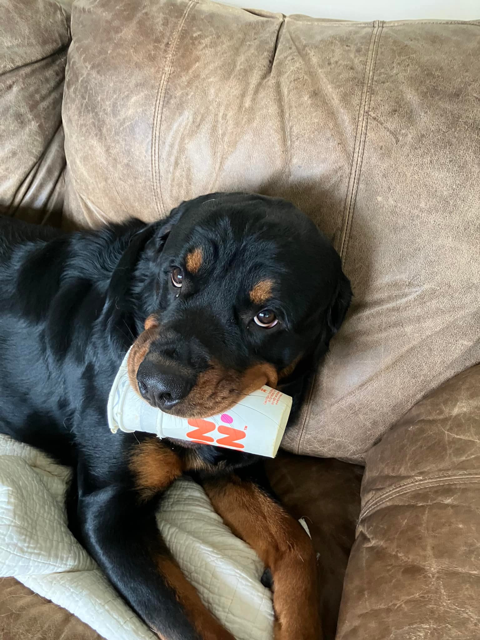 Rock Water Farm Rottweilers