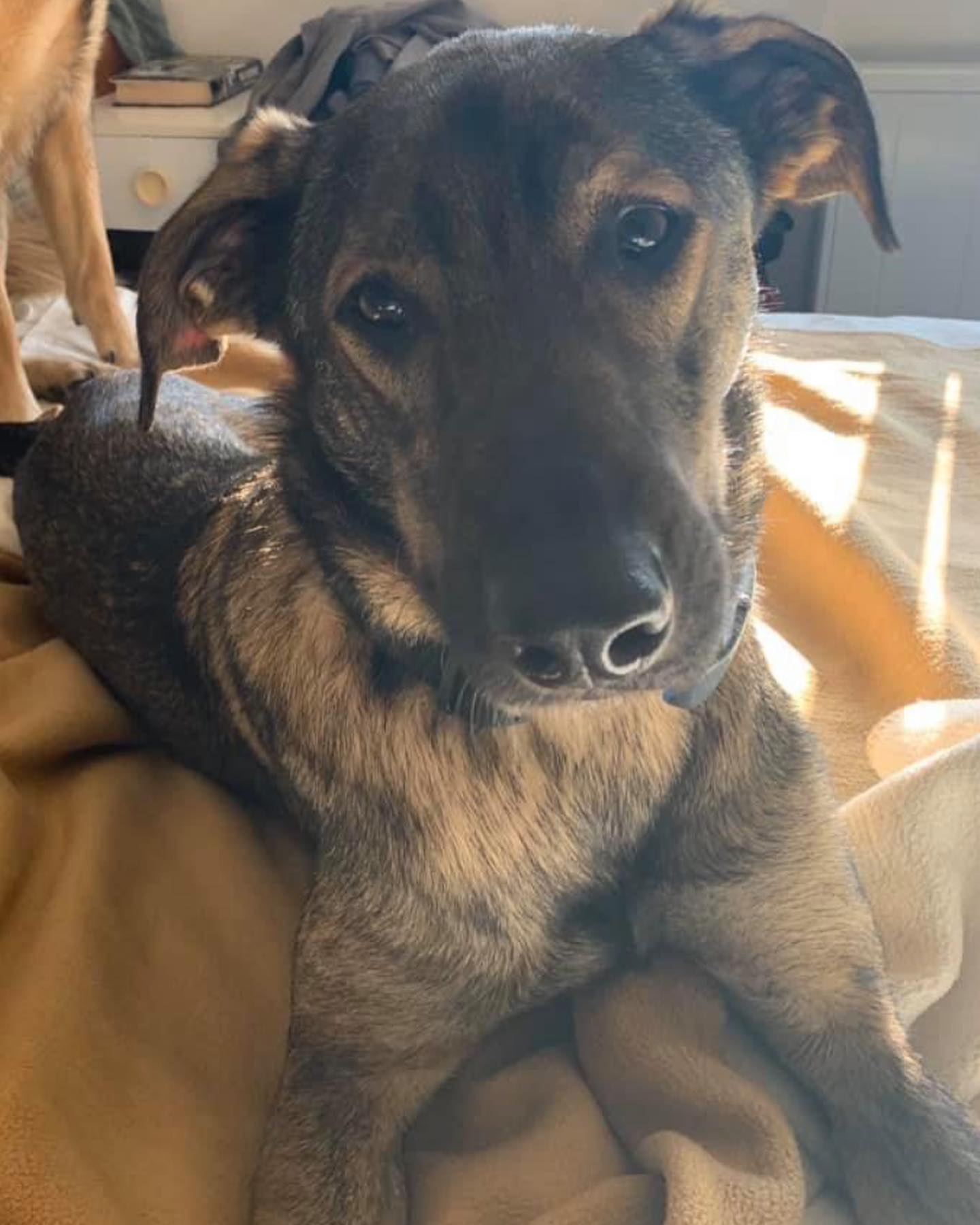 #LeashOfLife: Flint is a handsome large... - Help Rescue Pets