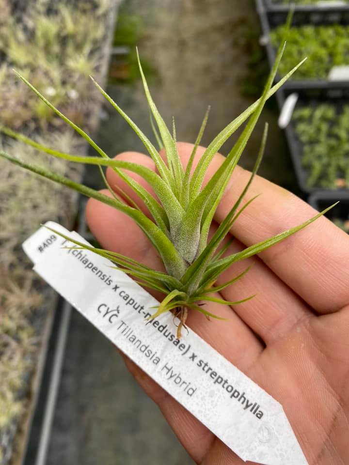 lorentziana x streptophylla'Mexico