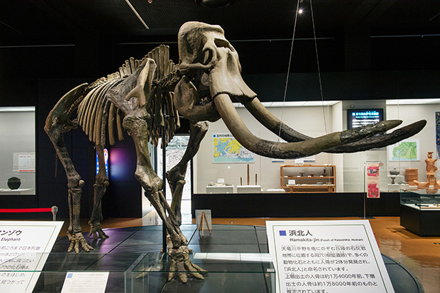 ナウマンゾウ　化石　牙　コレクション　標本 静岡県 浜松博物館には、ナウマンゾウの骨格標本が展示されていた