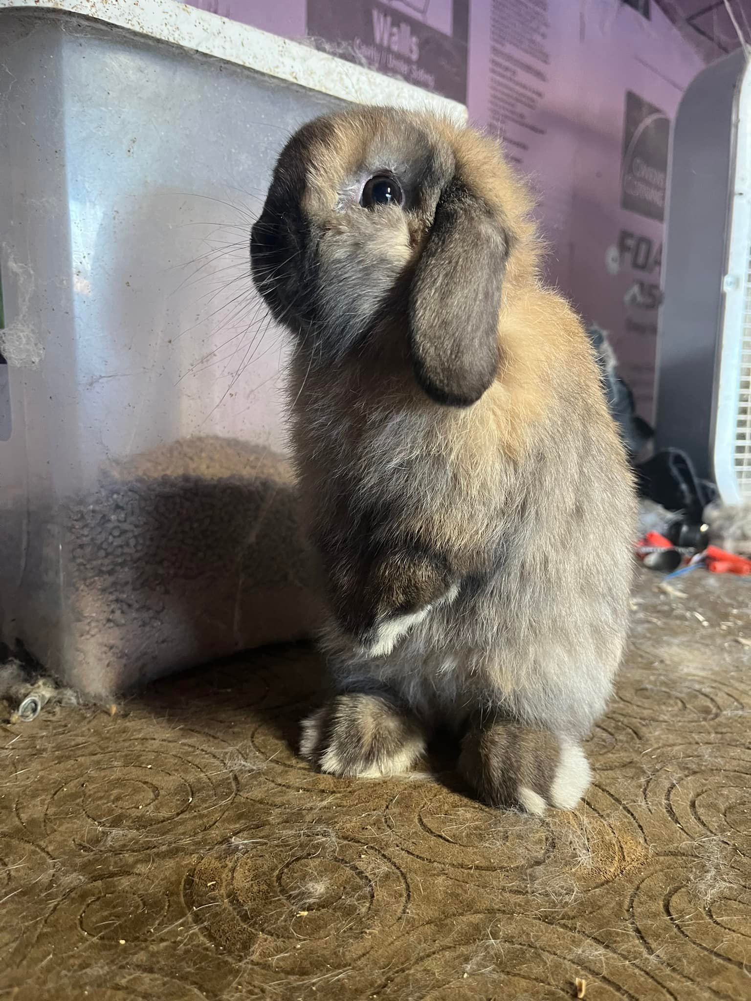 MPL Rabbitry