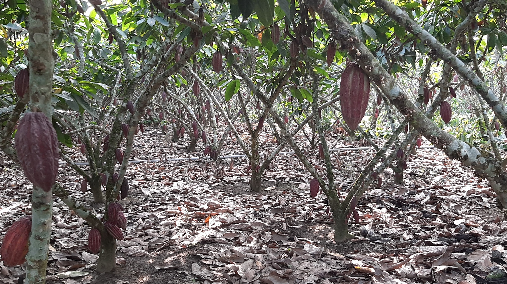 Asociación agricola 30 de agosto del Rcto Rocafuerte
