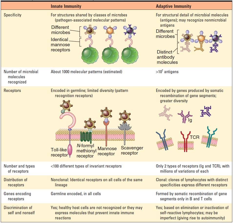 Microbe Notes - Specificity of Innate and Adaptive...