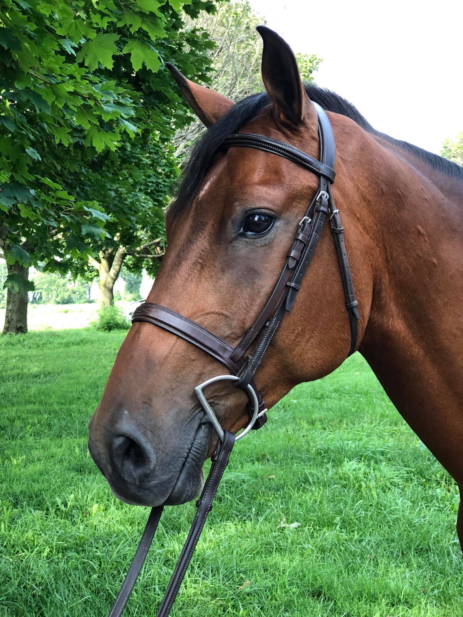 Noble Stables | Baltimore MD