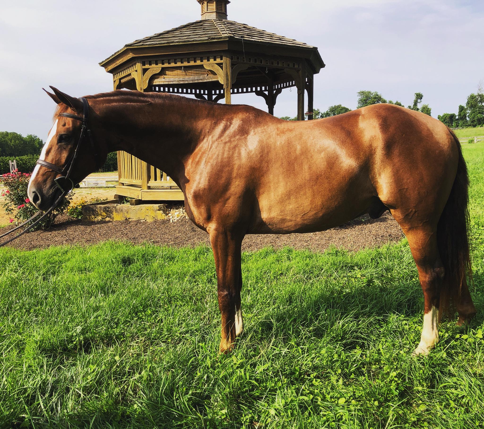 Noble Stables | Baltimore MD