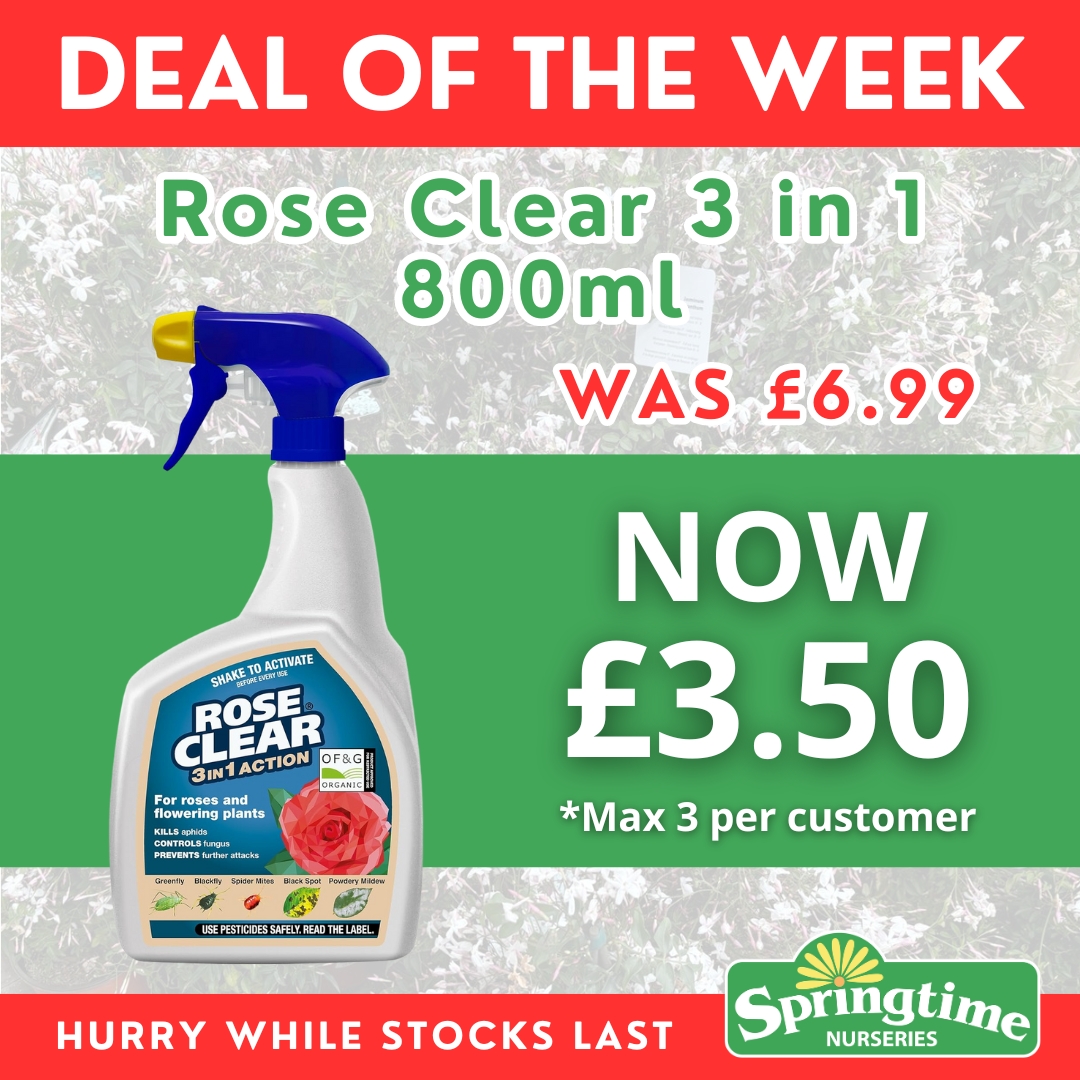 🚨 DEAL OF THE WEEK 🚨... - Springtime Nurseries Crews Hill