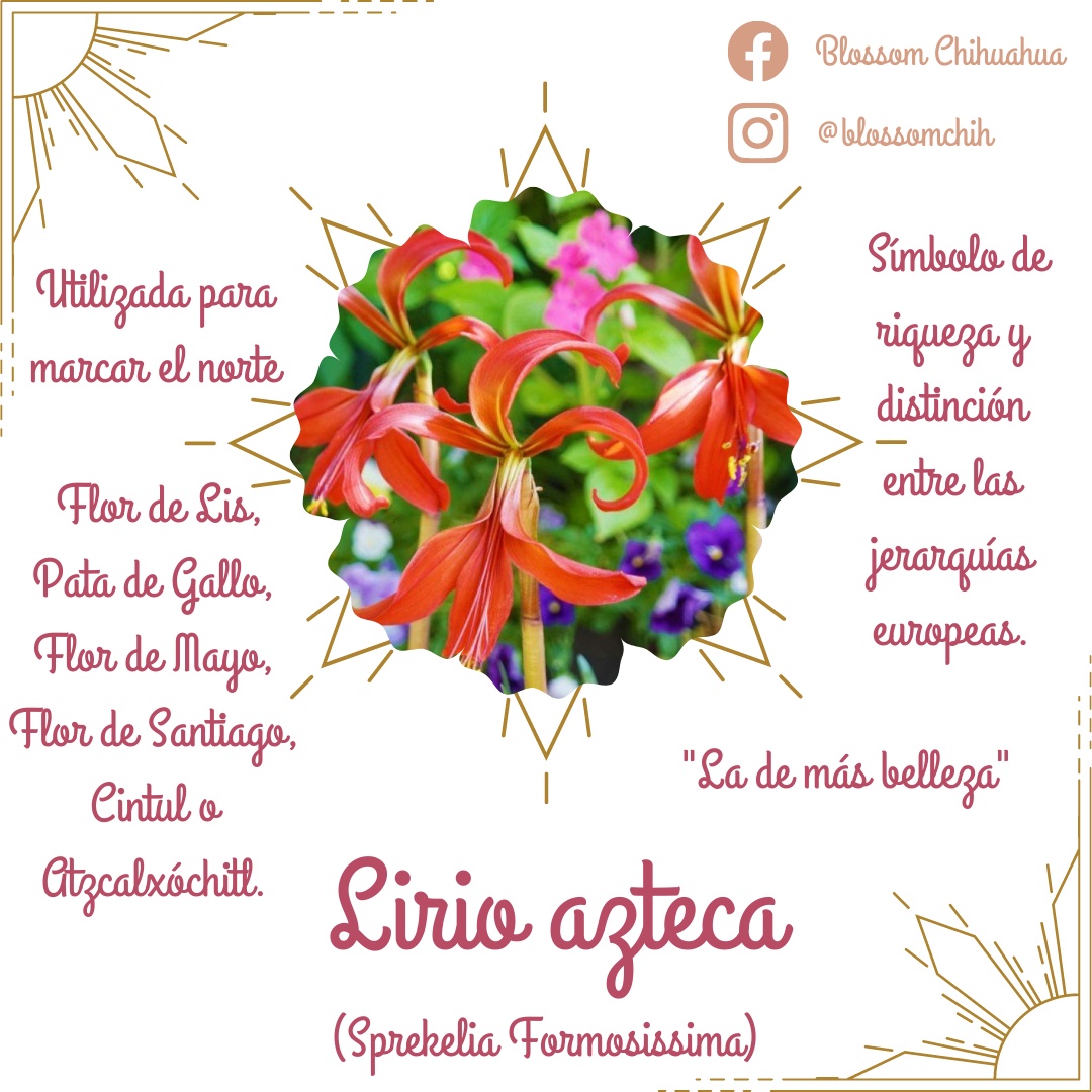 El lirio azteca o flor de lis fue... - Blossom Chihuahua | Facebook