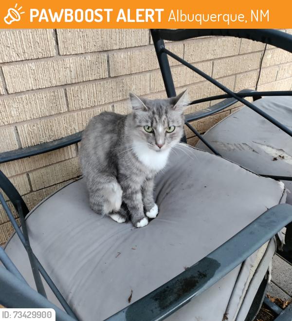 🚨 This cat was SIGHTED September 23, 2026 in Albuquerque, NM
