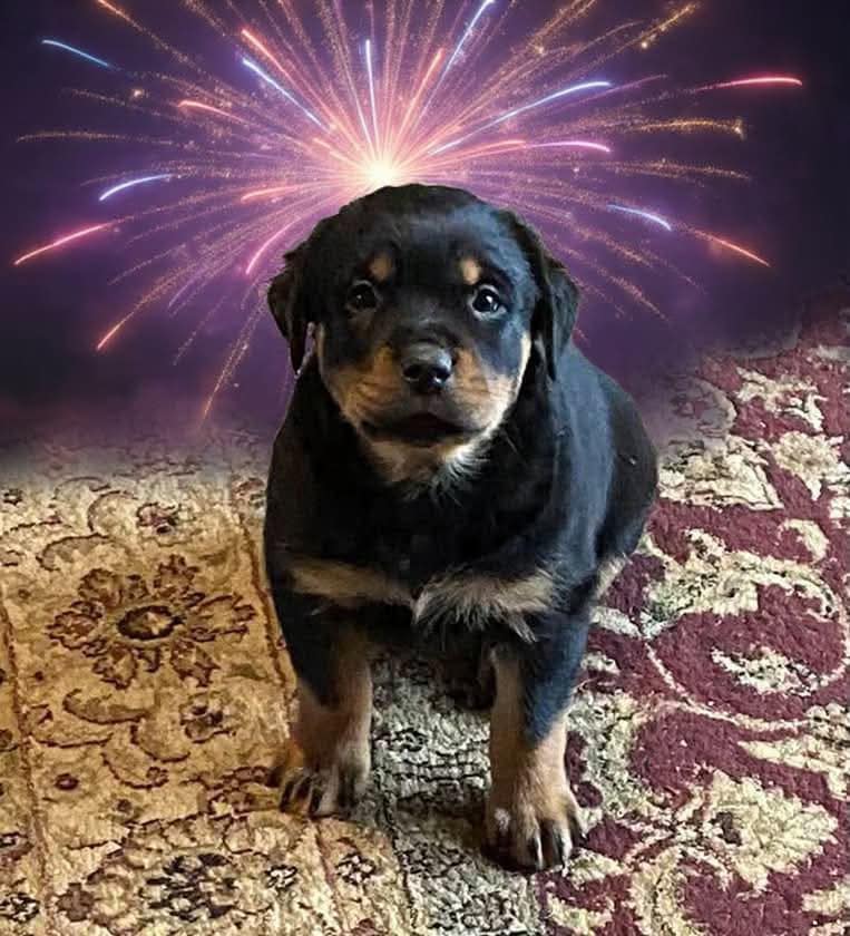 Rock Water Farm Rottweilers