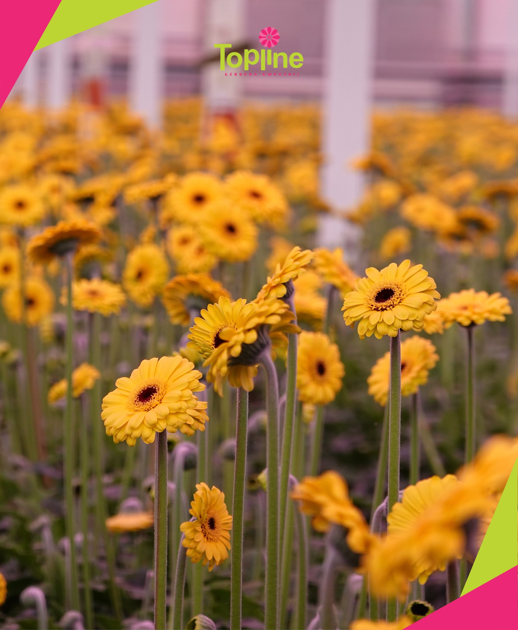 Topline Gerbera Kwekerij