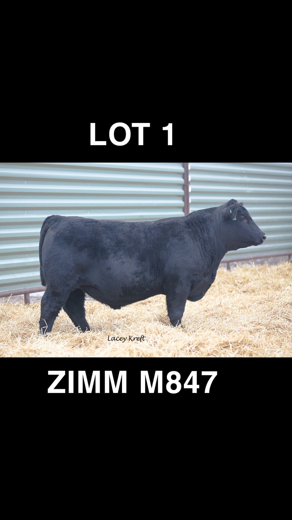 Zimmerman Ranch 2026 Production Sale