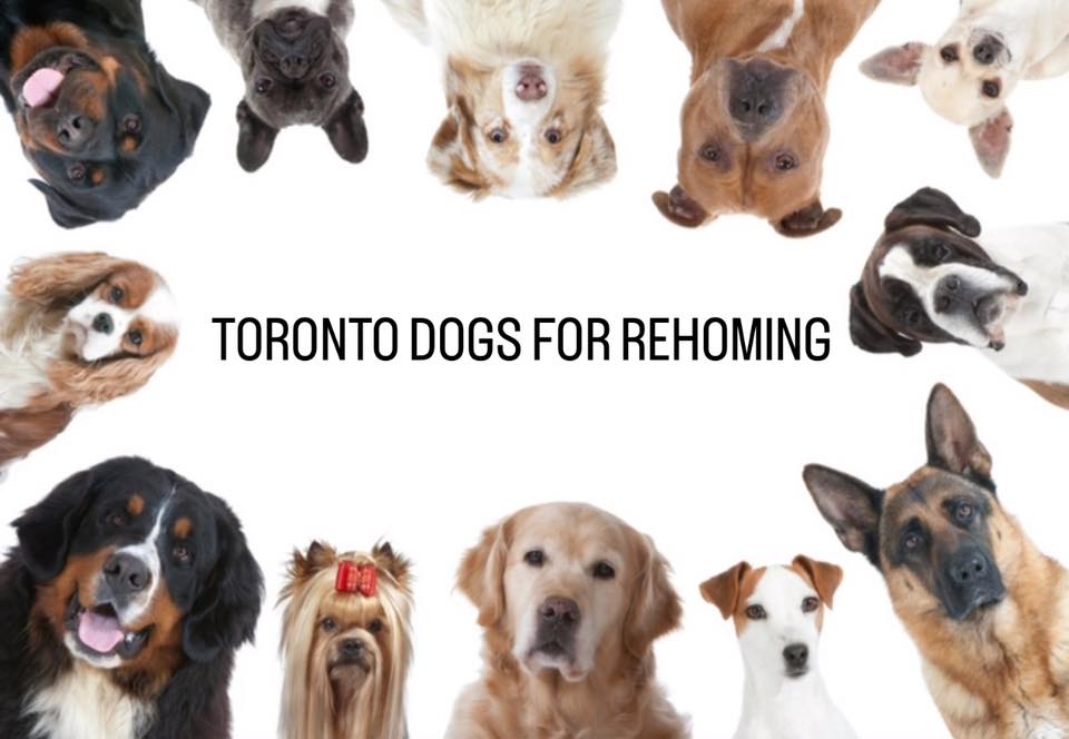 Toronto Dogs For Rehoming | Facebook